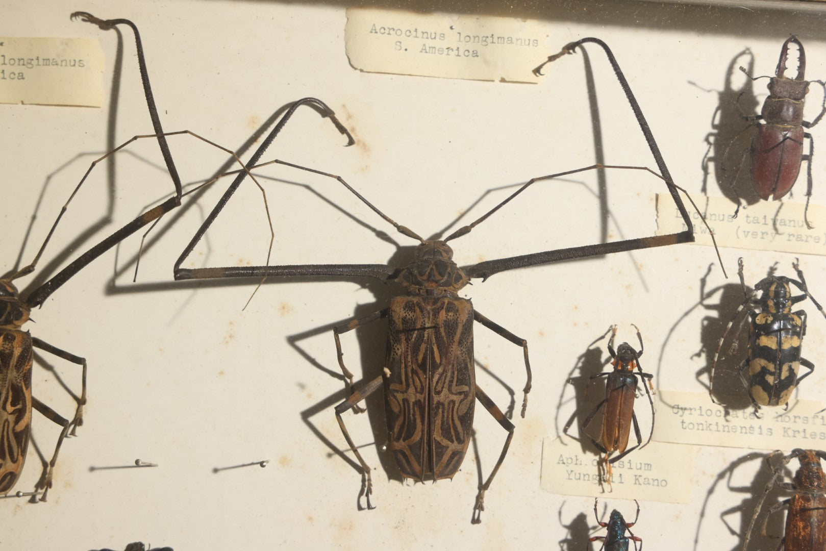 Vintage Entomology Specimen Display of Beetles Including Acrocinus Longimanus (Harlequin Beetle) from South America, Formosa, and Other Localities, in Glass-Top Black Riker Case
