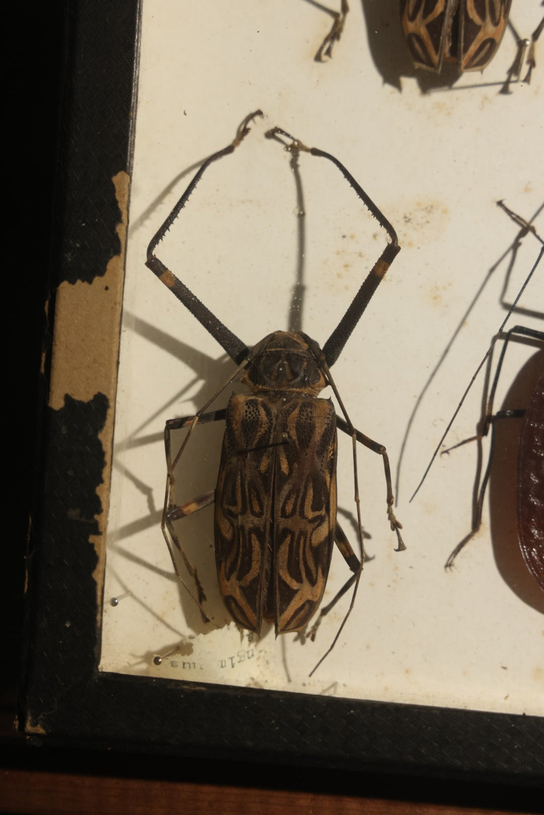 Vintage Entomology Specimen Display of Beetles Including Acrocinus Longimanus (Harlequin Beetle) from South America, Formosa, and Other Localities, in Glass-Top Black Riker Case