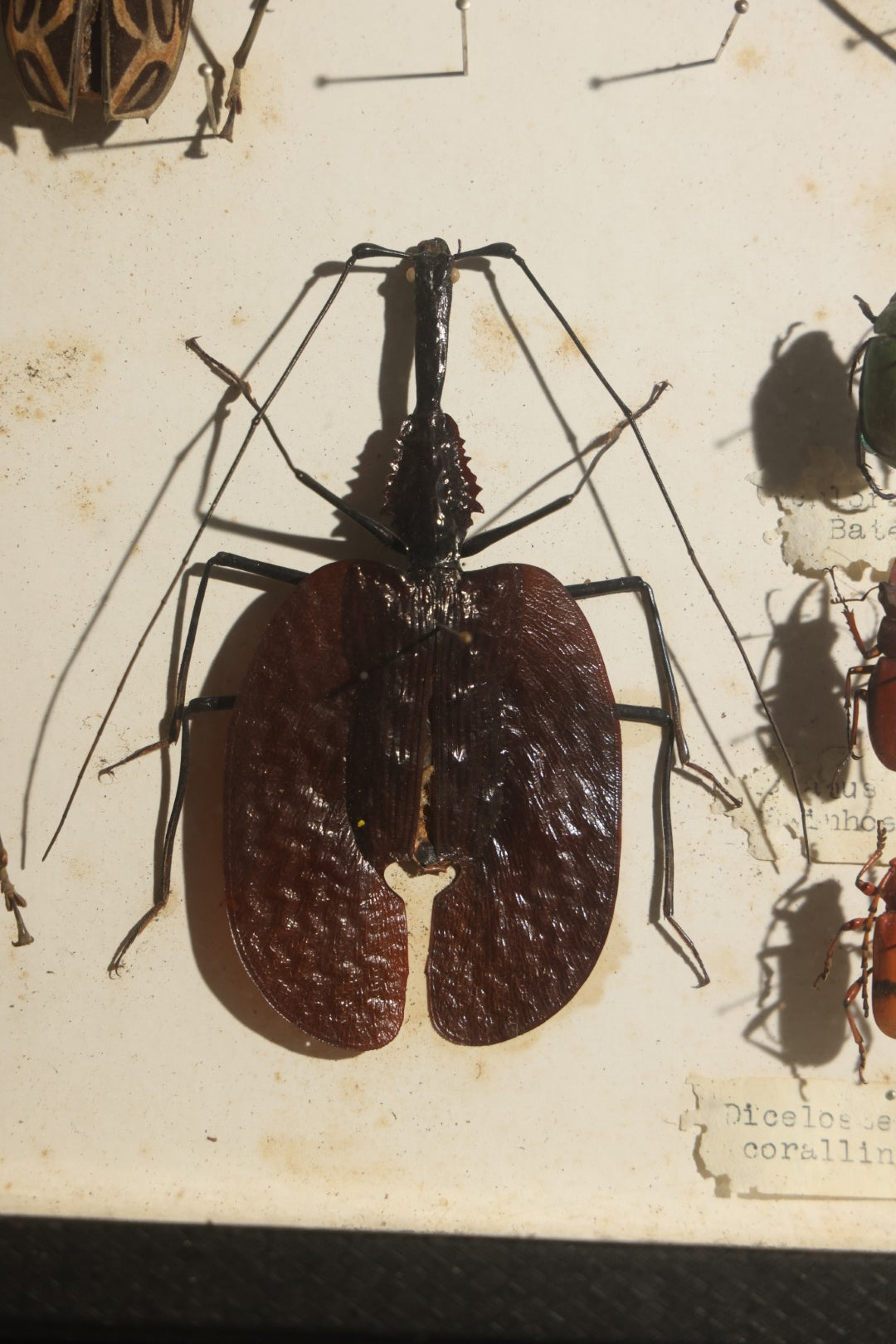 Vintage Entomology Specimen Display of Beetles Including Acrocinus Longimanus (Harlequin Beetle) from South America, Formosa, and Other Localities, in Glass-Top Black Riker Case