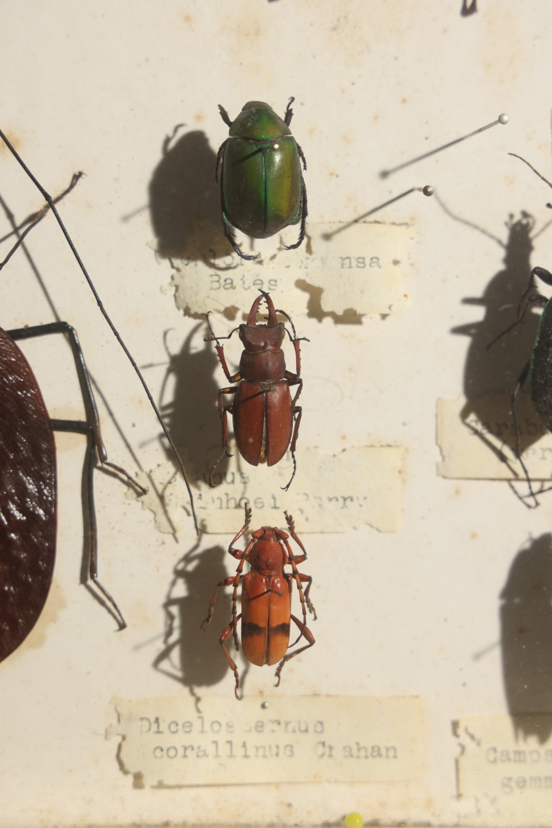 Vintage Entomology Specimen Display of Beetles Including Acrocinus Longimanus (Harlequin Beetle) from South America, Formosa, and Other Localities, in Glass-Top Black Riker Case