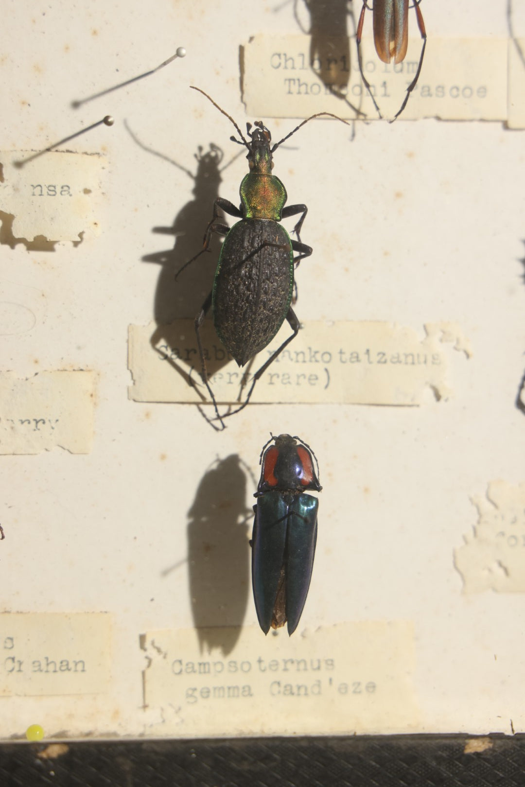 Vintage Entomology Specimen Display of Beetles Including Acrocinus Longimanus (Harlequin Beetle) from South America, Formosa, and Other Localities, in Glass-Top Black Riker Case