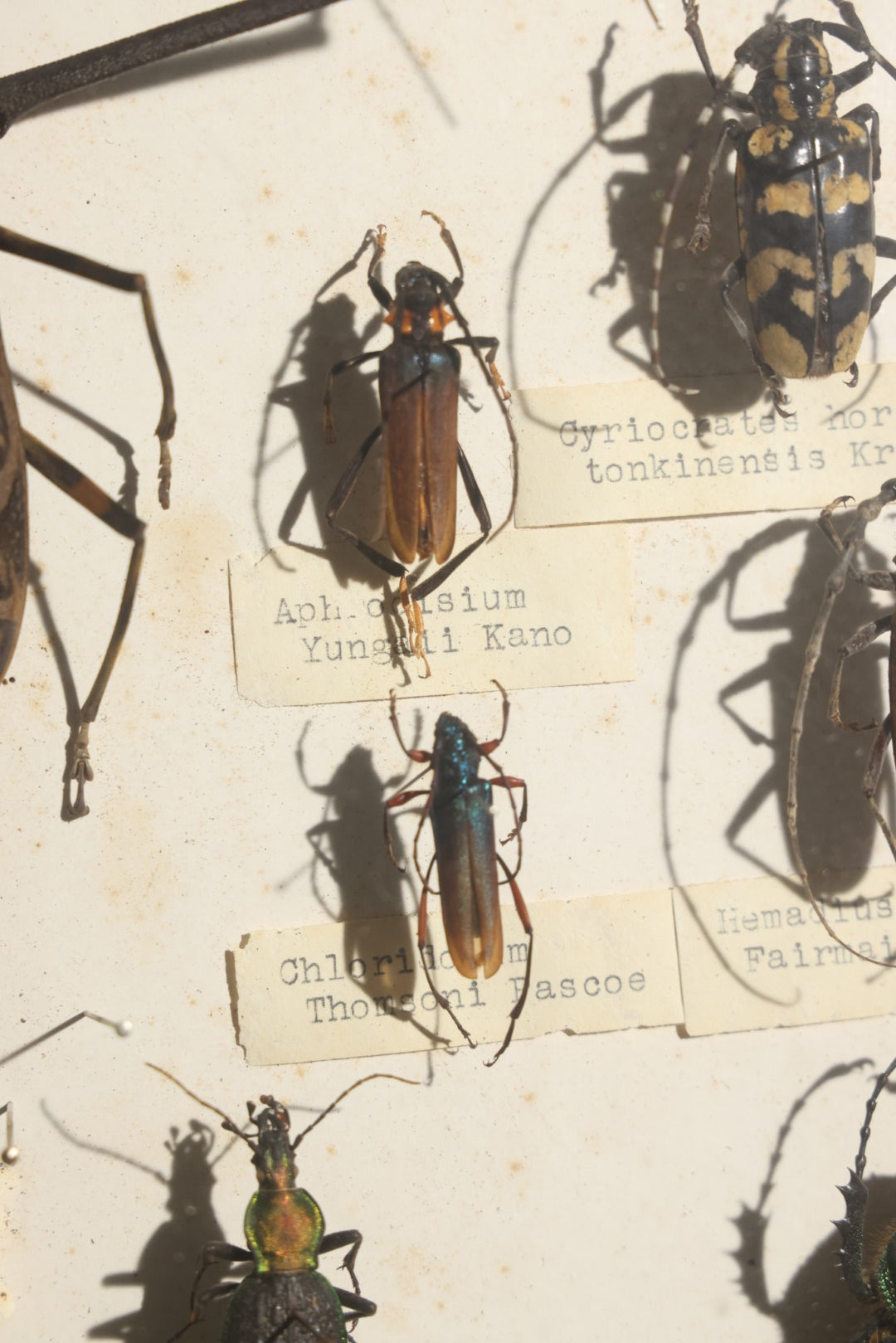 Vintage Entomology Specimen Display of Beetles Including Acrocinus Longimanus (Harlequin Beetle) from South America, Formosa, and Other Localities, in Glass-Top Black Riker Case