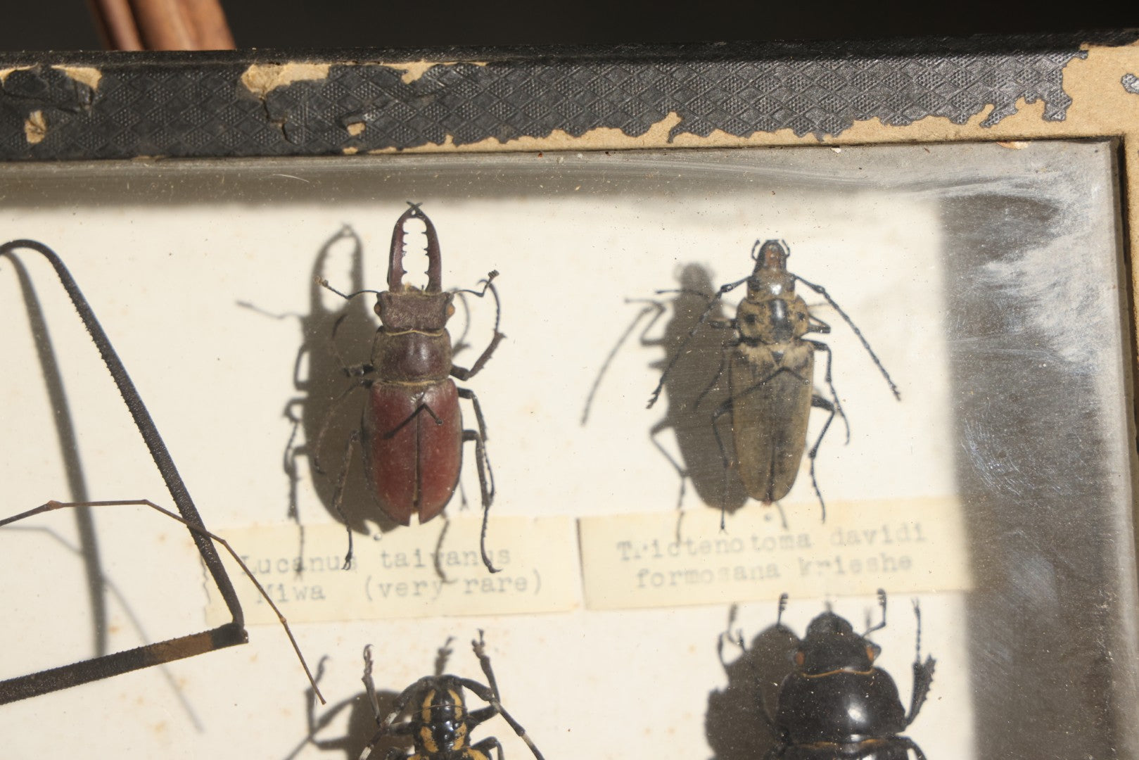 Vintage Entomology Specimen Display of Beetles Including Acrocinus Longimanus (Harlequin Beetle) from South America, Formosa, and Other Localities, in Glass-Top Black Riker Case