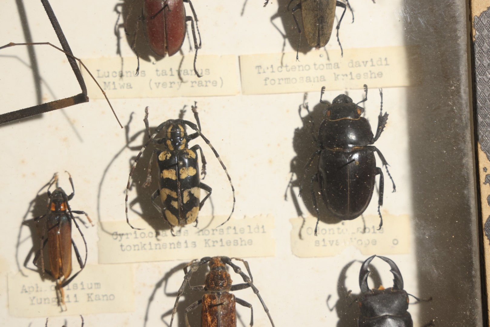 Vintage Entomology Specimen Display of Beetles Including Acrocinus Longimanus (Harlequin Beetle) from South America, Formosa, and Other Localities, in Glass-Top Black Riker Case