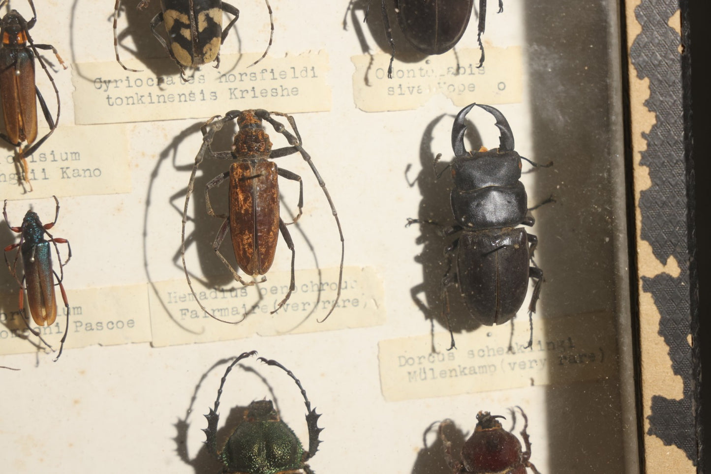 Vintage Entomology Specimen Display of Beetles Including Acrocinus Longimanus (Harlequin Beetle) from South America, Formosa, and Other Localities, in Glass-Top Black Riker Case