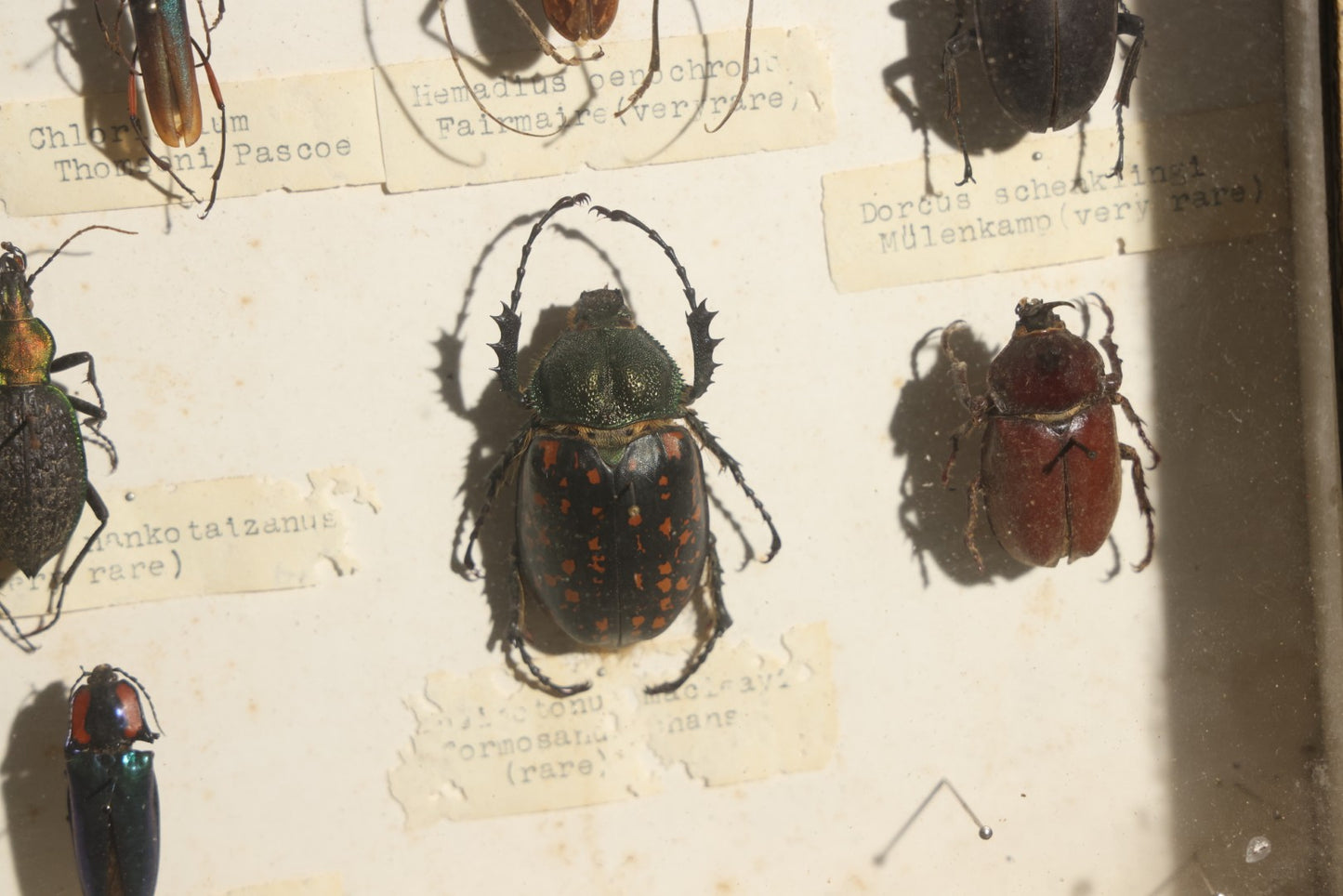 Vintage Entomology Specimen Display of Beetles Including Acrocinus Longimanus (Harlequin Beetle) from South America, Formosa, and Other Localities, in Glass-Top Black Riker Case