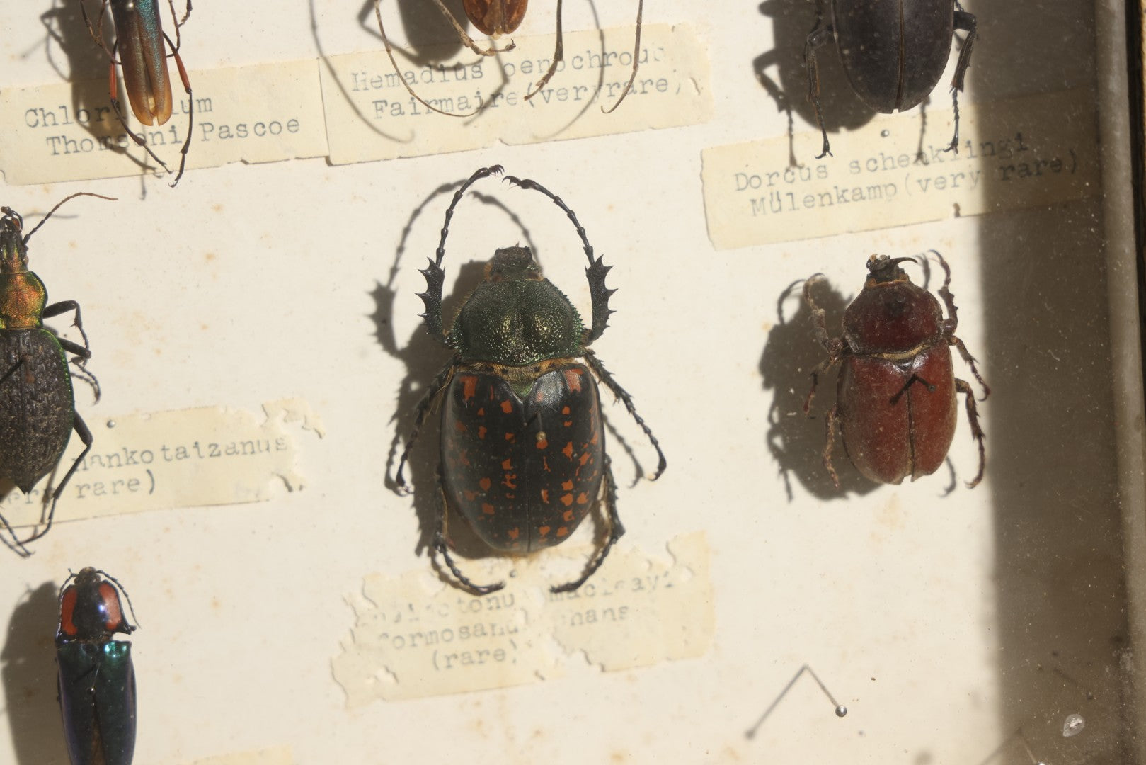 Vintage Entomology Specimen Display of Beetles Including Acrocinus Longimanus (Harlequin Beetle) from South America, Formosa, and Other Localities, in Glass-Top Black Riker Case