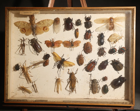 Vintage Entomology Specimen Display of Beetles, Lantern Fly, Grasshoppers, and Other Insects from Brazil and Other Localities, in Glass-Front Wood Cabinet with Hans Luhr Label, Kiel, Germany