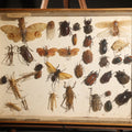 Lot 018 - Vintage Entomology Specimen Display of Beetles, Lantern Fly, Grasshoppers, and Other Insects from Brazil and Other Localities, in Glass-Front Wood Cabinet with Hans Luhr Label, Kiel, Germany, 17-1/4" L x 12-1/4" H