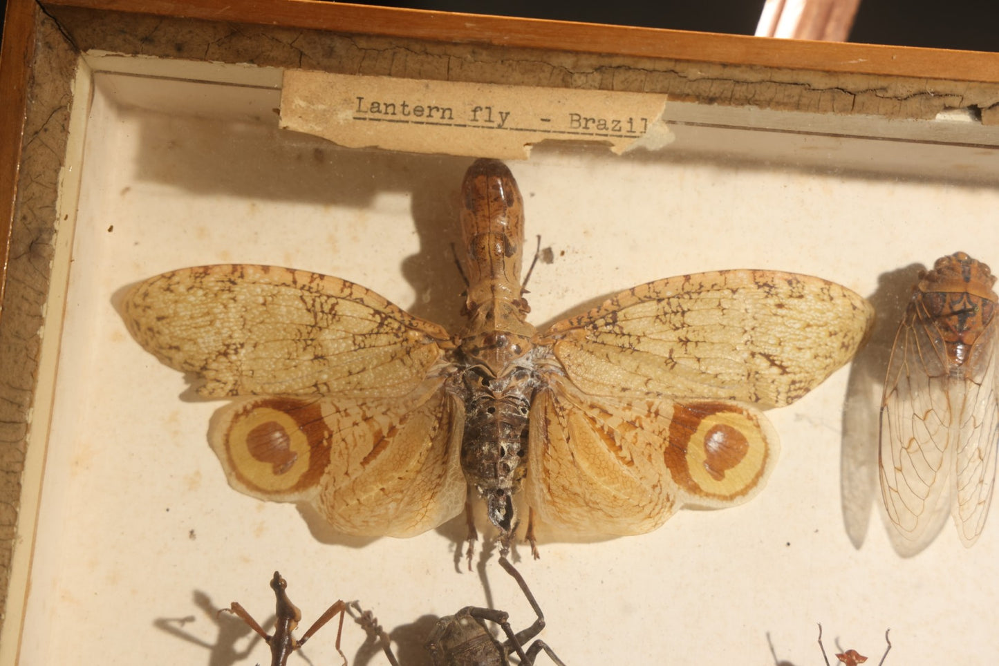 Vintage Entomology Specimen Display of Beetles, Lantern Fly, Grasshoppers, and Other Insects from Brazil and Other Localities, in Glass-Front Wood Cabinet with Hans Luhr Label, Kiel, Germany