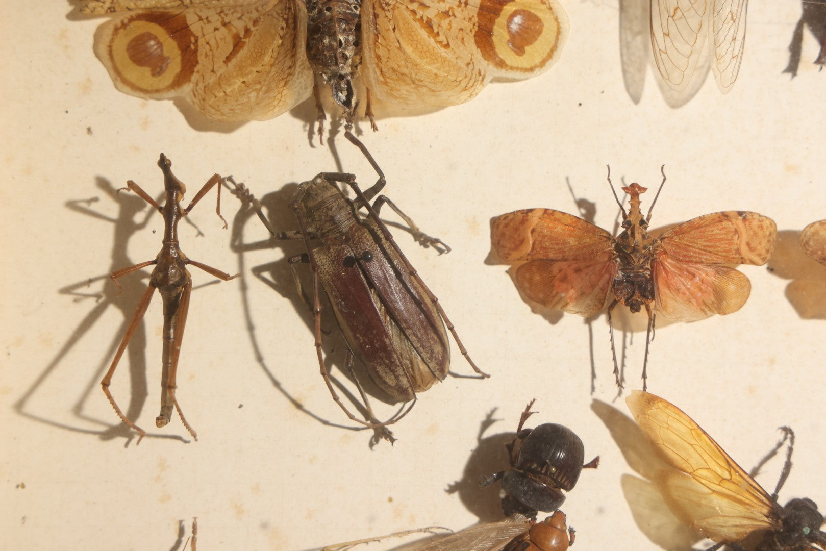 Vintage Entomology Specimen Display of Beetles, Lantern Fly, Grasshoppers, and Other Insects from Brazil and Other Localities, in Glass-Front Wood Cabinet with Hans Luhr Label, Kiel, Germany
