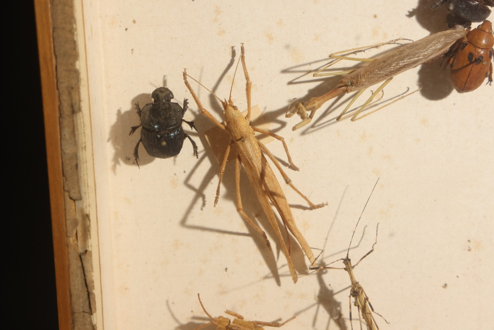 Vintage Entomology Specimen Display of Beetles, Lantern Fly, Grasshoppers, and Other Insects from Brazil and Other Localities, in Glass-Front Wood Cabinet with Hans Luhr Label, Kiel, Germany