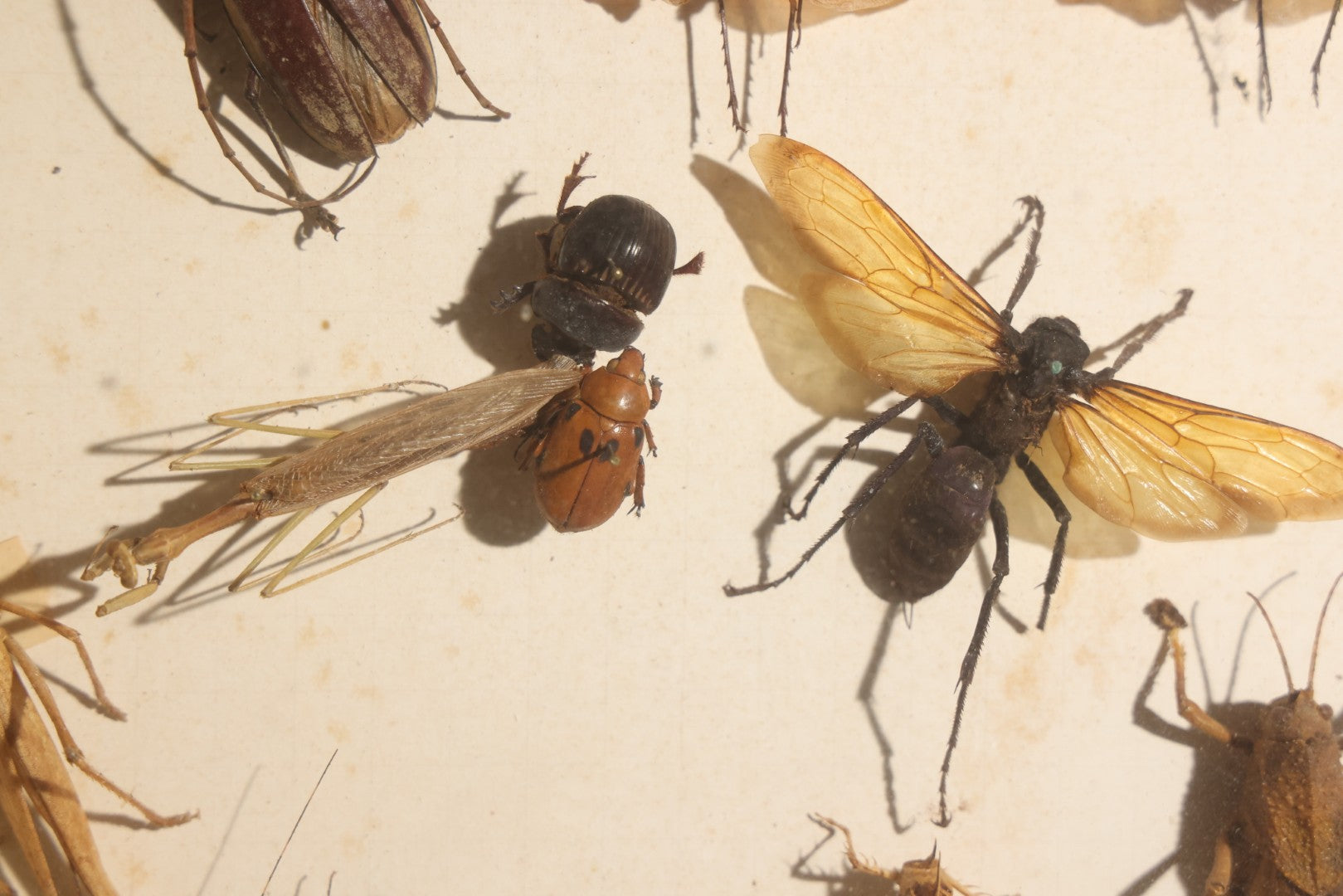 Vintage Entomology Specimen Display of Beetles, Lantern Fly, Grasshoppers, and Other Insects from Brazil and Other Localities, in Glass-Front Wood Cabinet with Hans Luhr Label, Kiel, Germany