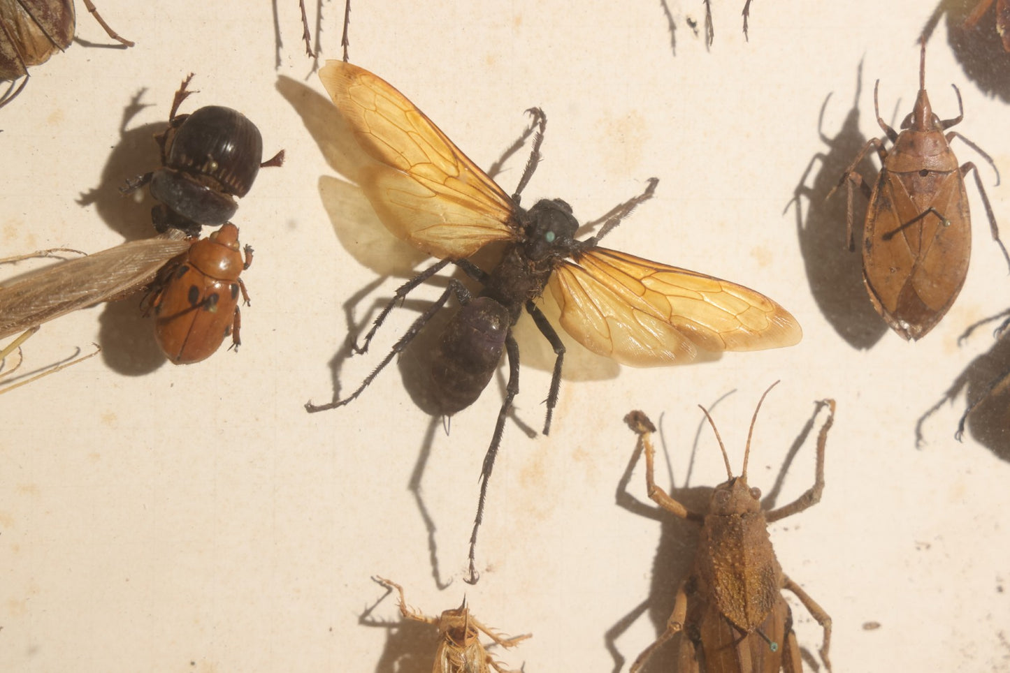 Vintage Entomology Specimen Display of Beetles, Lantern Fly, Grasshoppers, and Other Insects from Brazil and Other Localities, in Glass-Front Wood Cabinet with Hans Luhr Label, Kiel, Germany