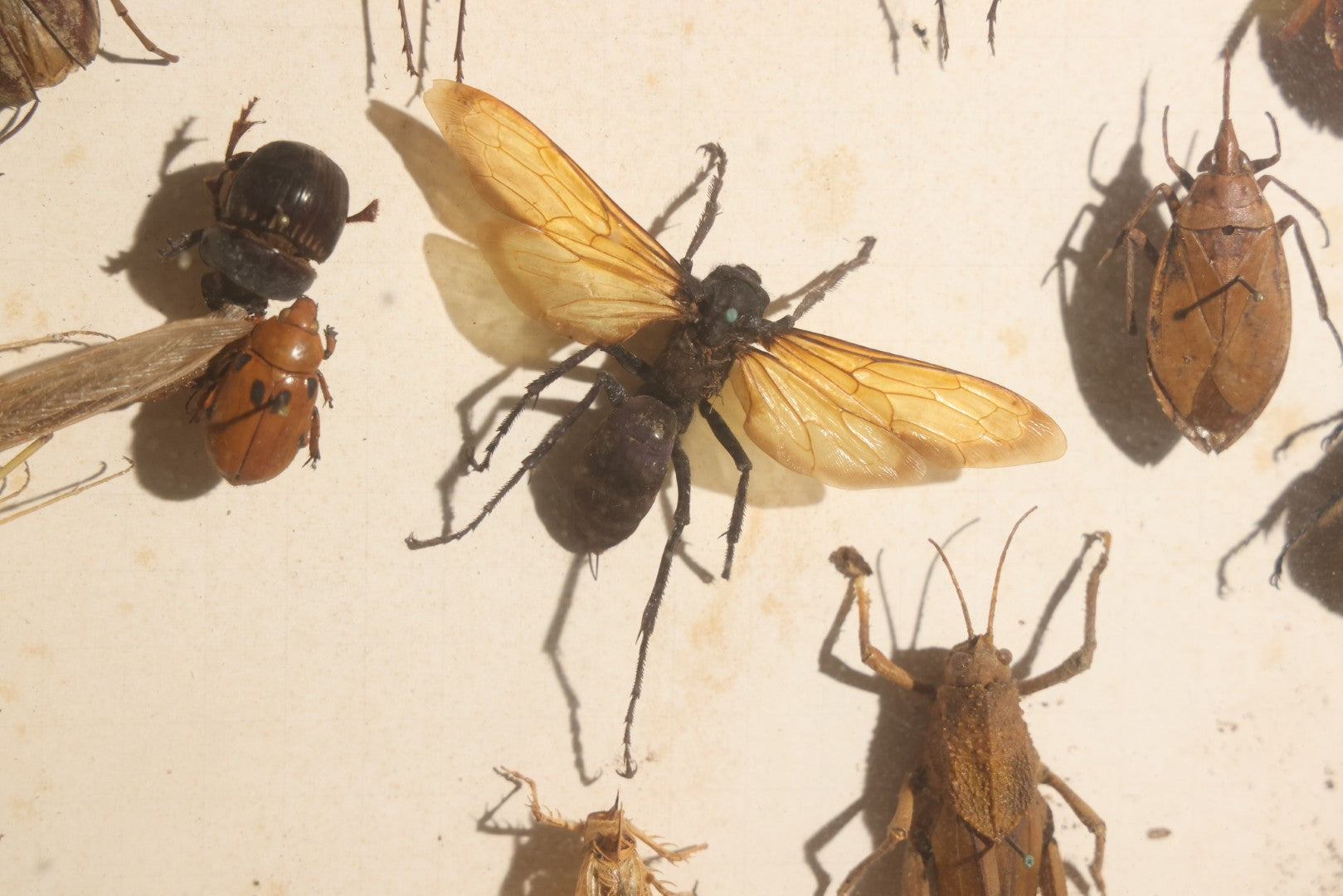 Vintage Entomology Specimen Display of Beetles, Lantern Fly, Grasshoppers, and Other Insects from Brazil and Other Localities, in Glass-Front Wood Cabinet with Hans Luhr Label, Kiel, Germany