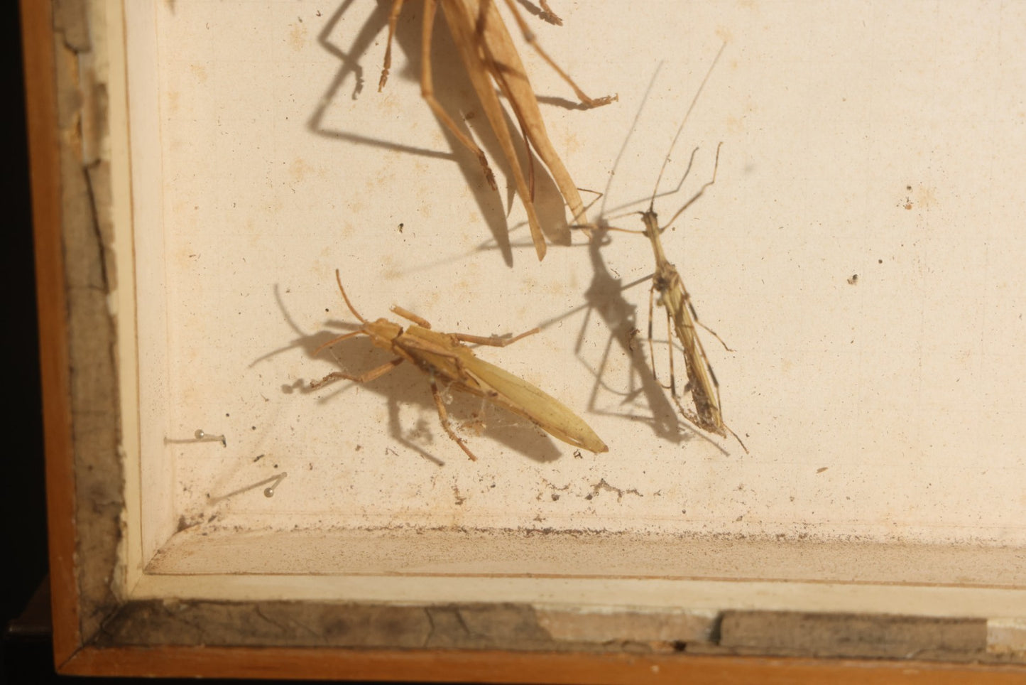 Vintage Entomology Specimen Display of Beetles, Lantern Fly, Grasshoppers, and Other Insects from Brazil and Other Localities, in Glass-Front Wood Cabinet with Hans Luhr Label, Kiel, Germany