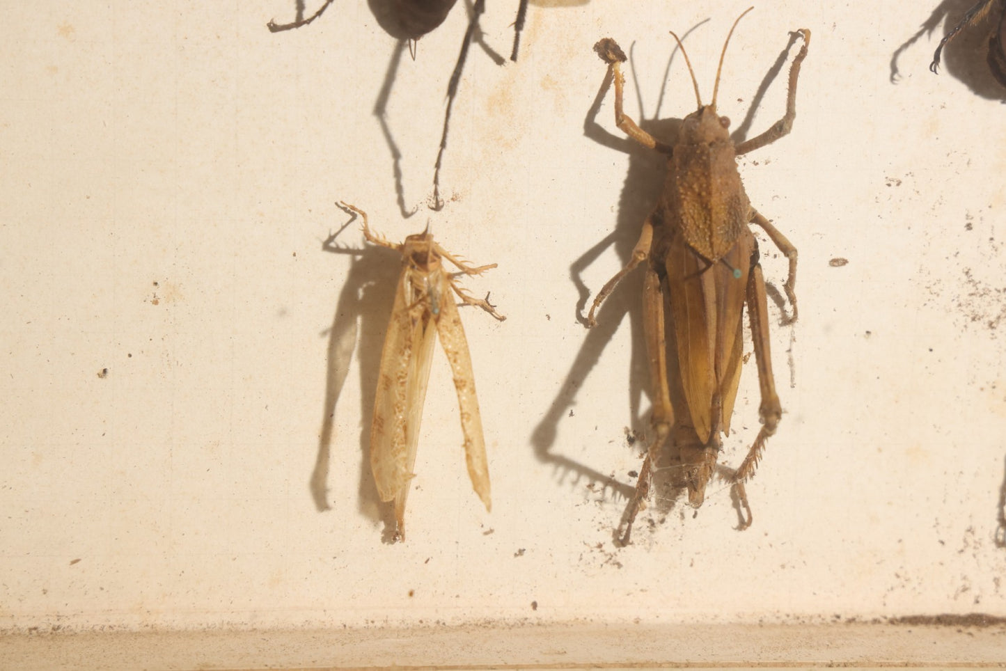 Vintage Entomology Specimen Display of Beetles, Lantern Fly, Grasshoppers, and Other Insects from Brazil and Other Localities, in Glass-Front Wood Cabinet with Hans Luhr Label, Kiel, Germany