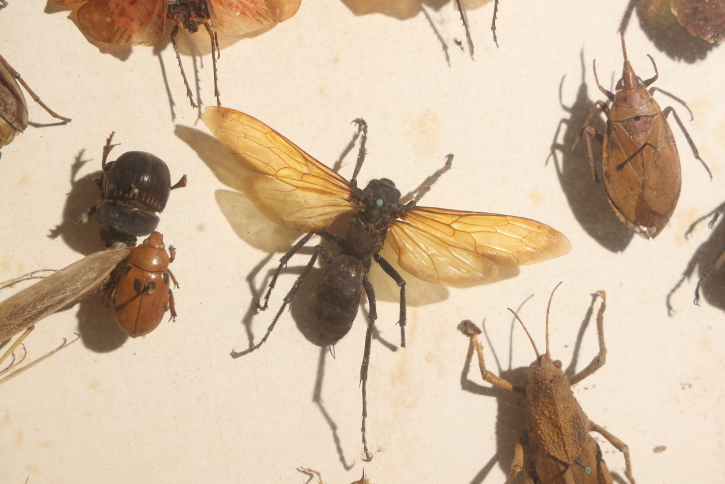 Vintage Entomology Specimen Display of Beetles, Lantern Fly, Grasshoppers, and Other Insects from Brazil and Other Localities, in Glass-Front Wood Cabinet with Hans Luhr Label, Kiel, Germany