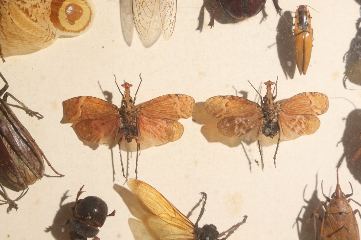 Vintage Entomology Specimen Display of Beetles, Lantern Fly, Grasshoppers, and Other Insects from Brazil and Other Localities, in Glass-Front Wood Cabinet with Hans Luhr Label, Kiel, Germany