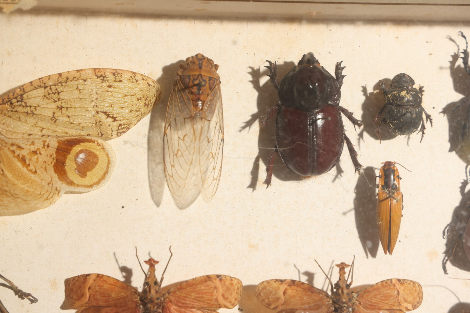 Vintage Entomology Specimen Display of Beetles, Lantern Fly, Grasshoppers, and Other Insects from Brazil and Other Localities, in Glass-Front Wood Cabinet with Hans Luhr Label, Kiel, Germany