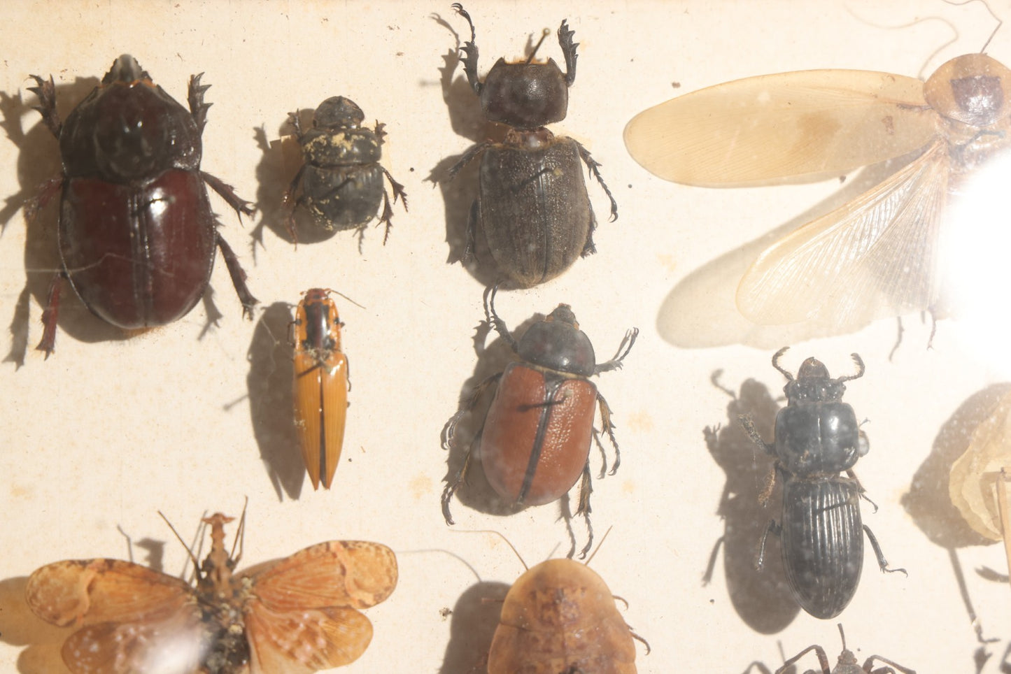 Vintage Entomology Specimen Display of Beetles, Lantern Fly, Grasshoppers, and Other Insects from Brazil and Other Localities, in Glass-Front Wood Cabinet with Hans Luhr Label, Kiel, Germany