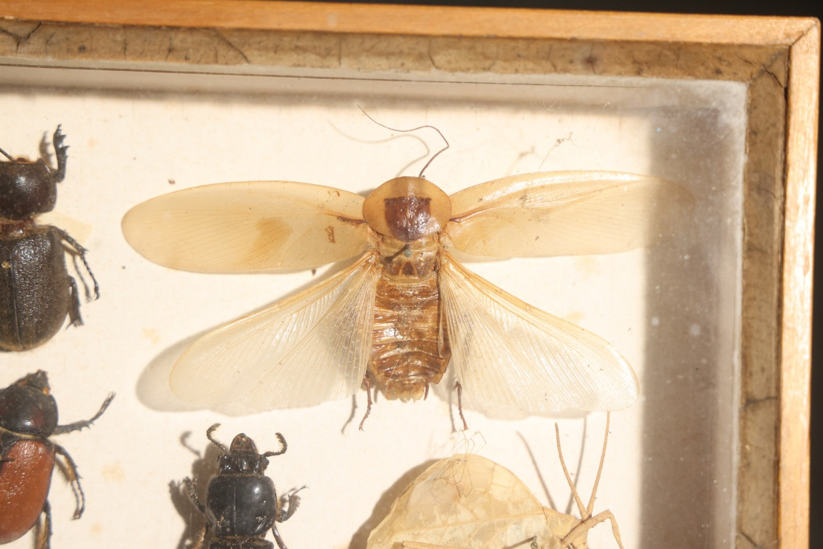 Vintage Entomology Specimen Display of Beetles, Lantern Fly, Grasshoppers, and Other Insects from Brazil and Other Localities, in Glass-Front Wood Cabinet with Hans Luhr Label, Kiel, Germany