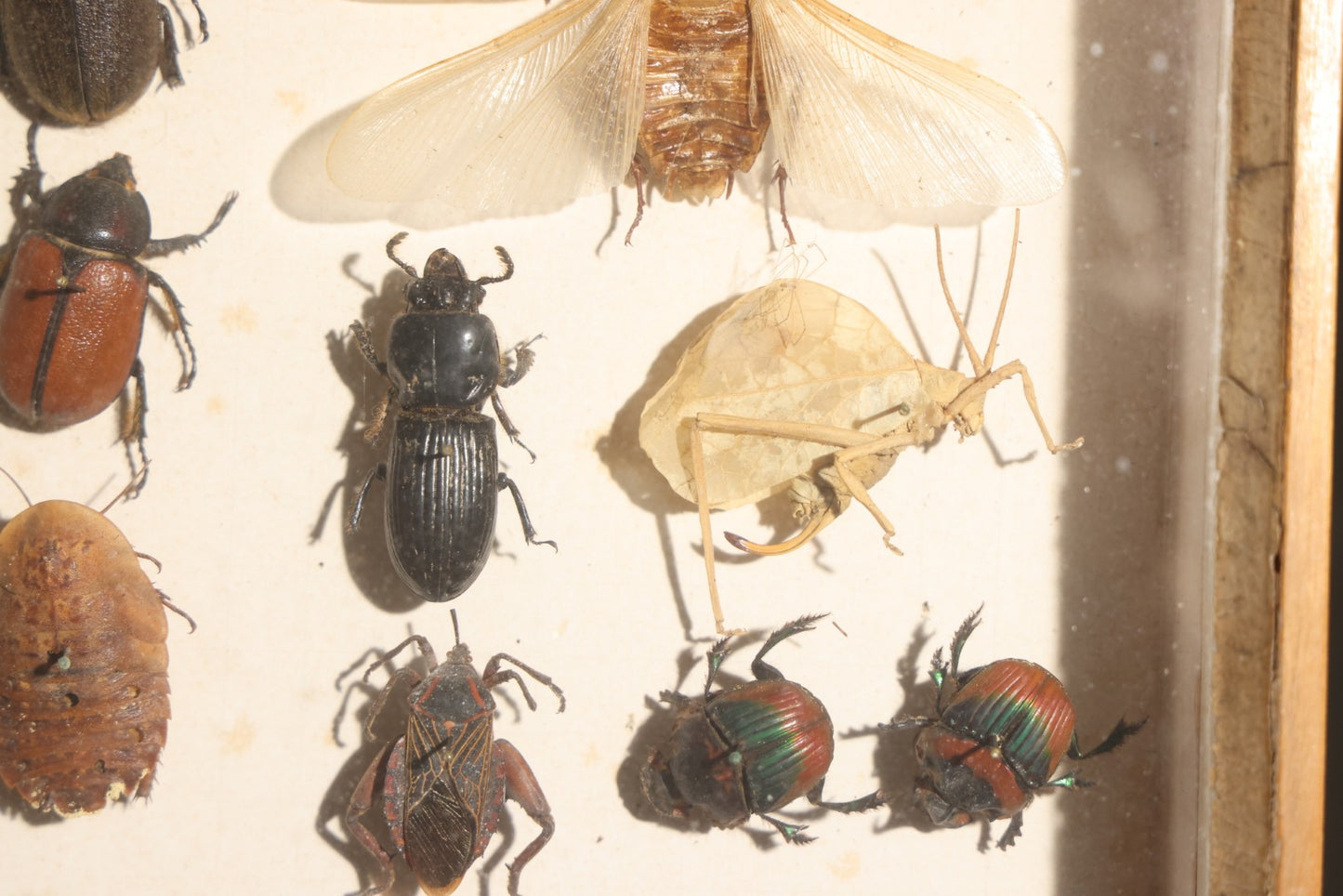Vintage Entomology Specimen Display of Beetles, Lantern Fly, Grasshoppers, and Other Insects from Brazil and Other Localities, in Glass-Front Wood Cabinet with Hans Luhr Label, Kiel, Germany