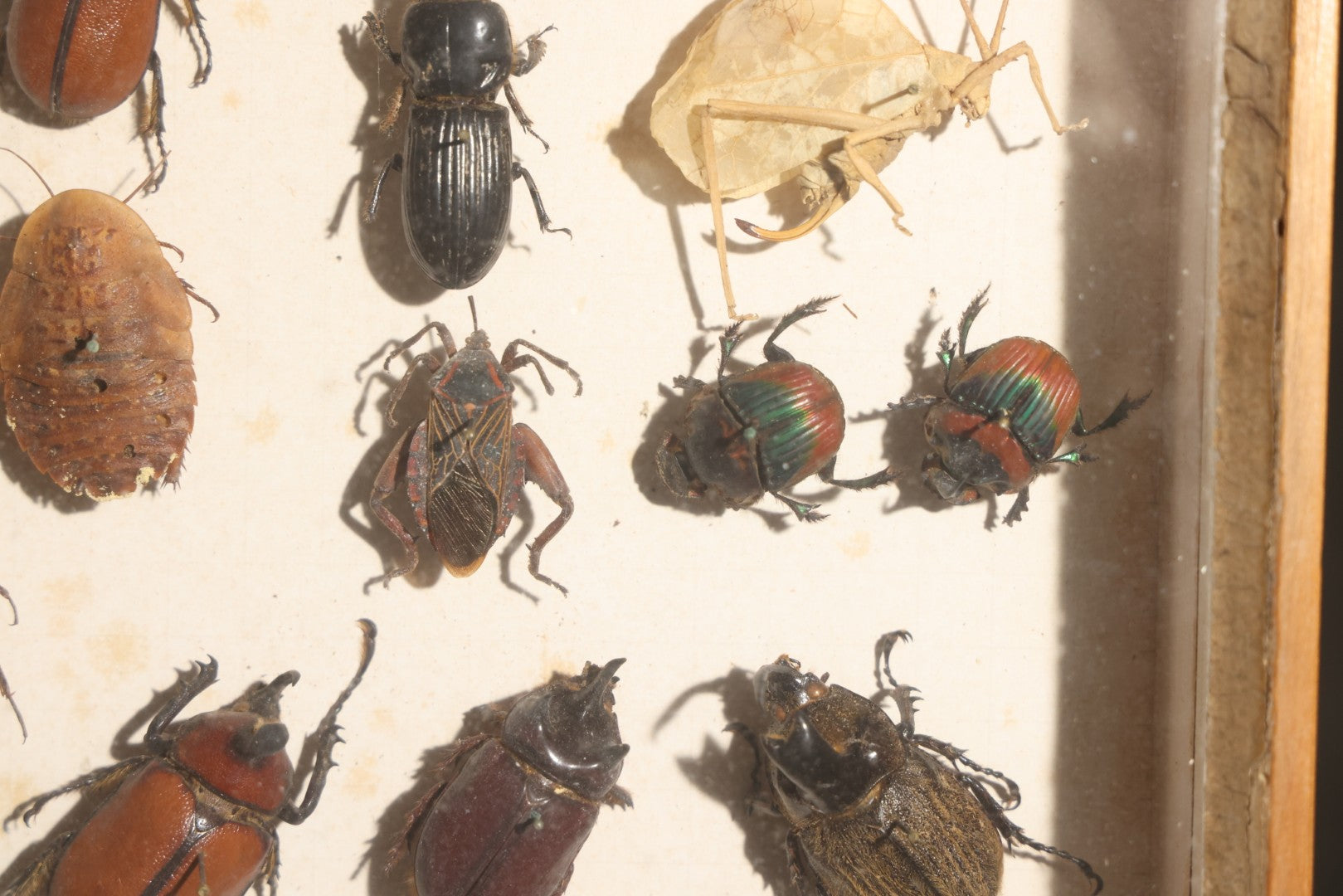 Vintage Entomology Specimen Display of Beetles, Lantern Fly, Grasshoppers, and Other Insects from Brazil and Other Localities, in Glass-Front Wood Cabinet with Hans Luhr Label, Kiel, Germany
