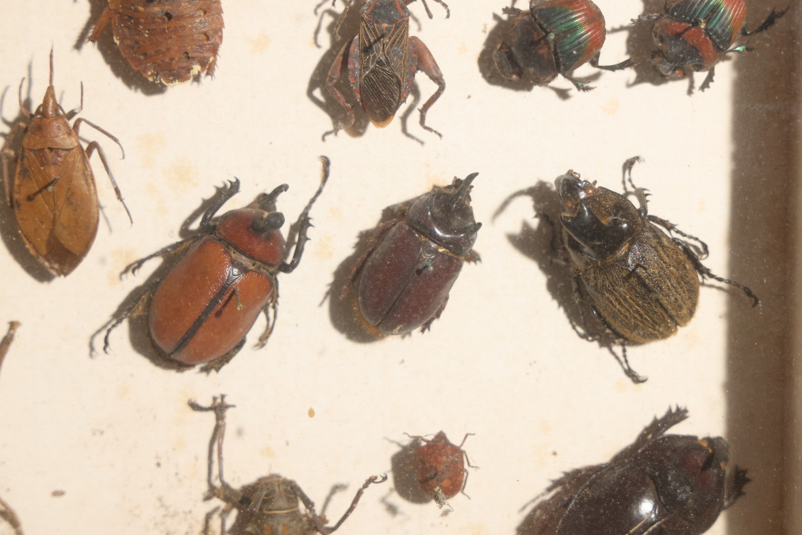 Vintage Entomology Specimen Display of Beetles, Lantern Fly, Grasshoppers, and Other Insects from Brazil and Other Localities, in Glass-Front Wood Cabinet with Hans Luhr Label, Kiel, Germany