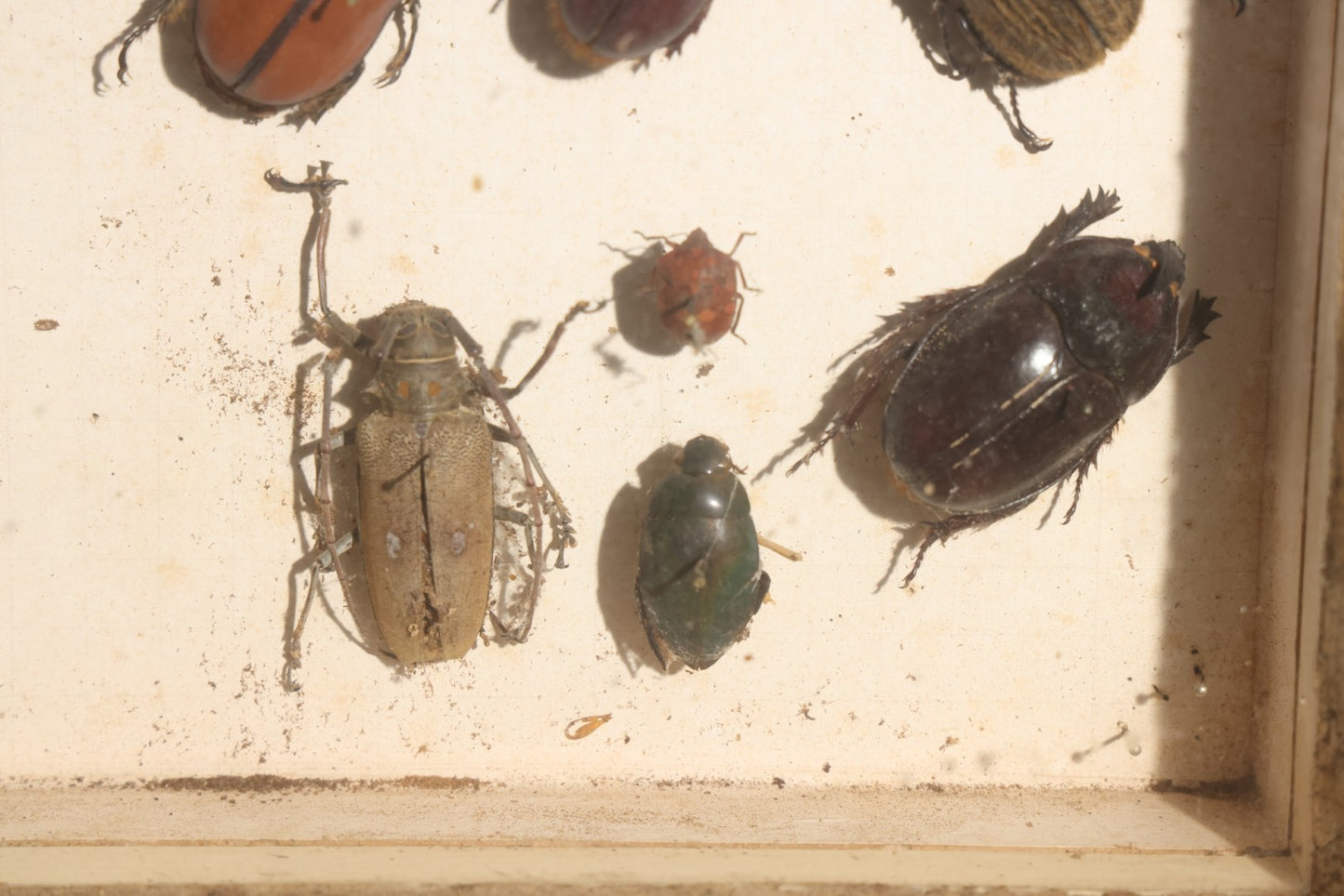 Vintage Entomology Specimen Display of Beetles, Lantern Fly, Grasshoppers, and Other Insects from Brazil and Other Localities, in Glass-Front Wood Cabinet with Hans Luhr Label, Kiel, Germany