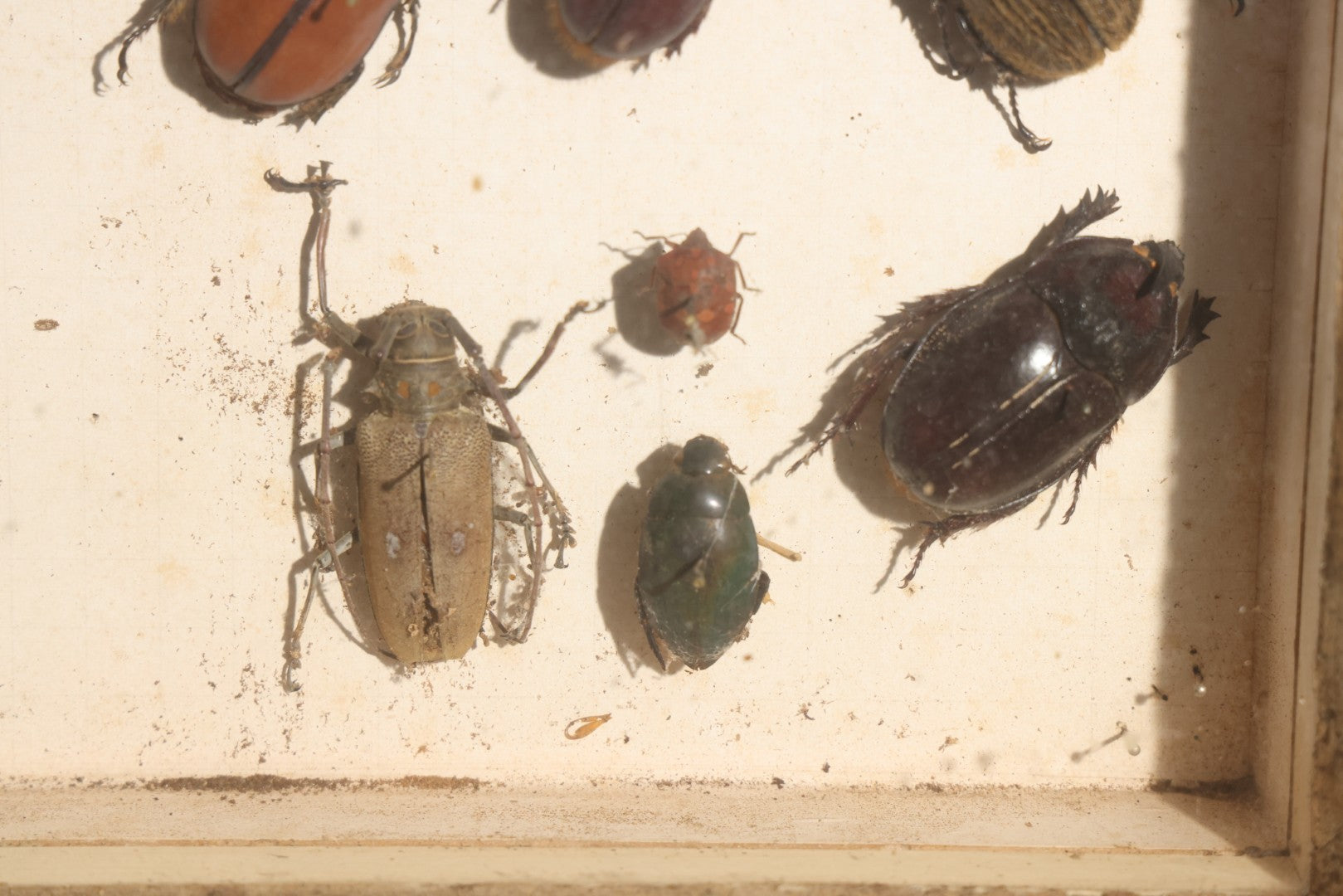 Vintage Entomology Specimen Display of Beetles, Lantern Fly, Grasshoppers, and Other Insects from Brazil and Other Localities, in Glass-Front Wood Cabinet with Hans Luhr Label, Kiel, Germany