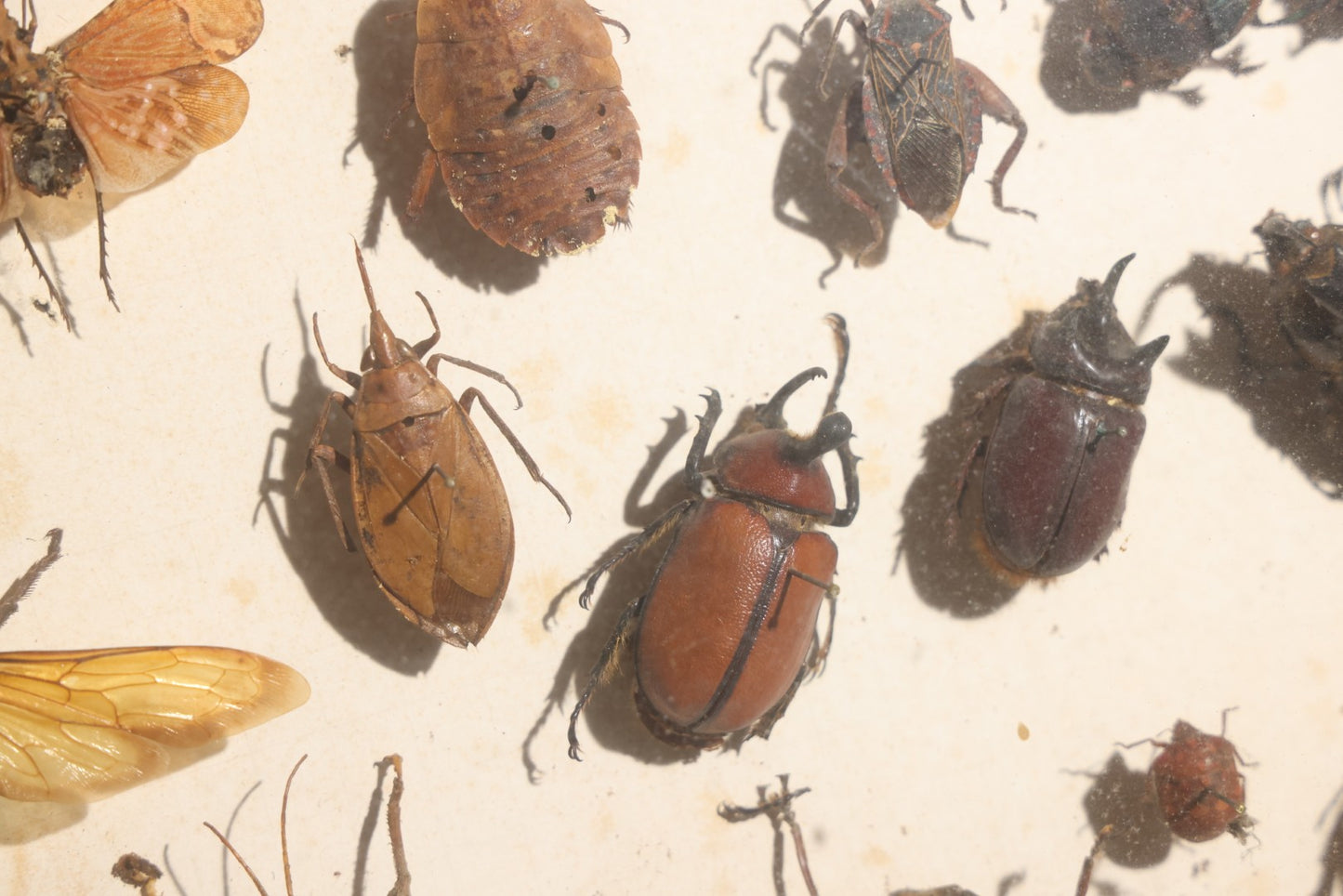 Vintage Entomology Specimen Display of Beetles, Lantern Fly, Grasshoppers, and Other Insects from Brazil and Other Localities, in Glass-Front Wood Cabinet with Hans Luhr Label, Kiel, Germany