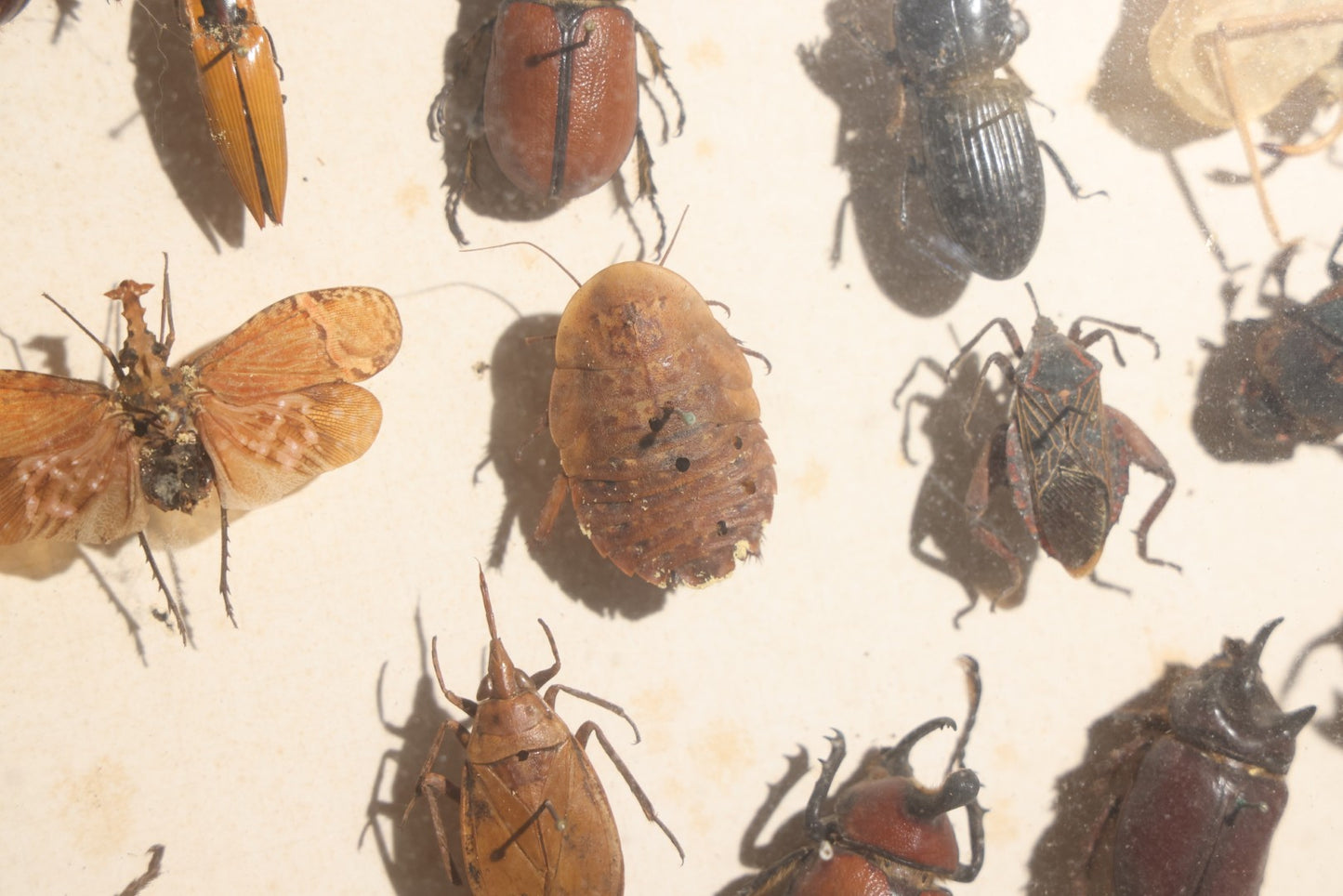 Vintage Entomology Specimen Display of Beetles, Lantern Fly, Grasshoppers, and Other Insects from Brazil and Other Localities, in Glass-Front Wood Cabinet with Hans Luhr Label, Kiel, Germany