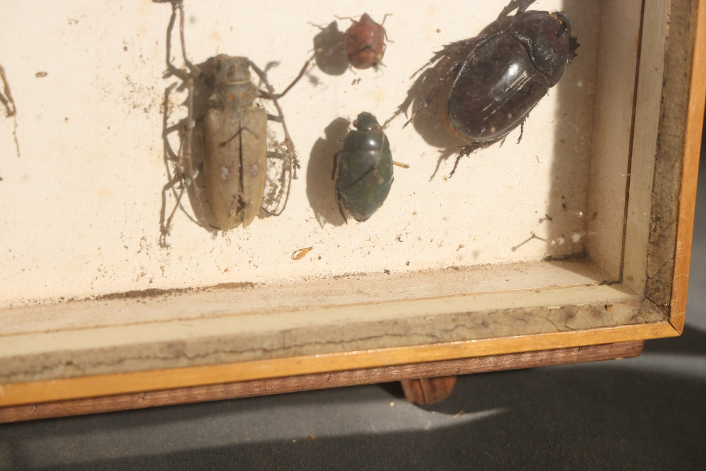 Vintage Entomology Specimen Display of Beetles, Lantern Fly, Grasshoppers, and Other Insects from Brazil and Other Localities, in Glass-Front Wood Cabinet with Hans Luhr Label, Kiel, Germany