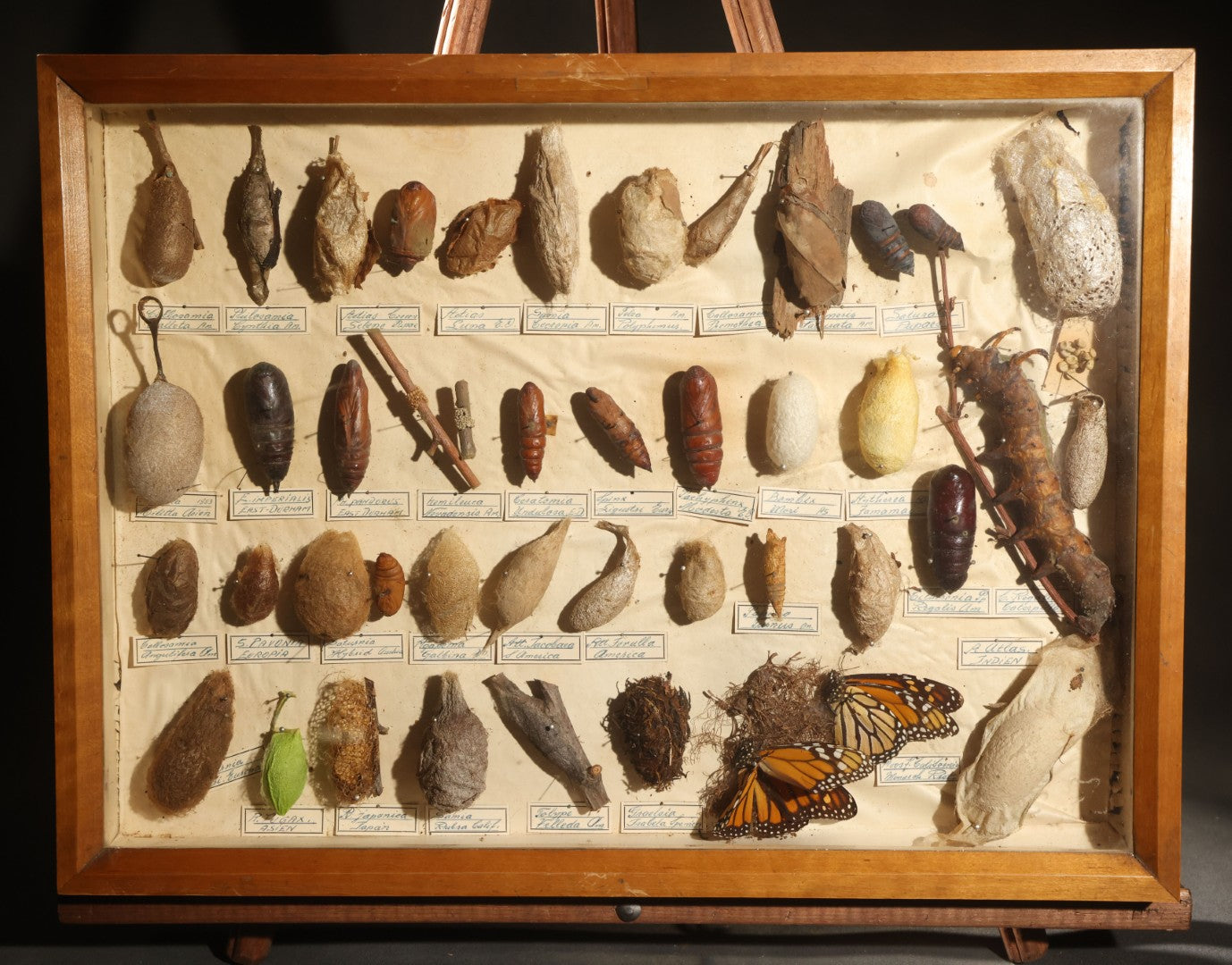 Vintage Entomology Specimen Display of Cocoons, Pupae, and Chrysalids from Worldwide Localities with Monarch Butterfly Specimen, in Glass-Front Wood Cabinet Attributed to Hans Luhr, Kiel, Germany
