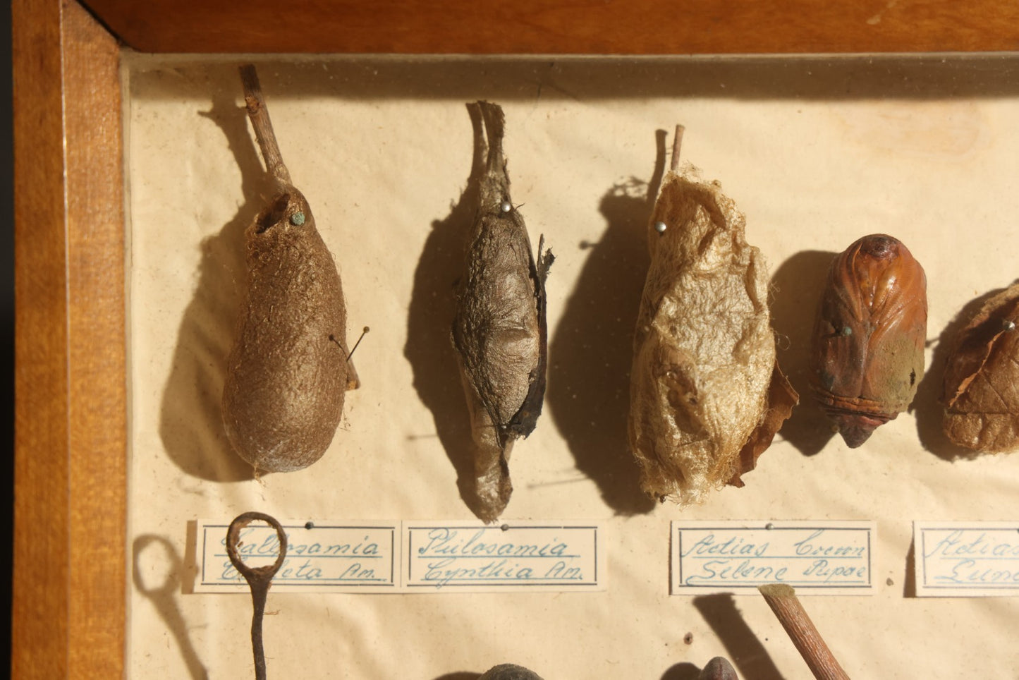 Vintage Entomology Specimen Display of Cocoons, Pupae, and Chrysalids from Worldwide Localities with Monarch Butterfly Specimen, in Glass-Front Wood Cabinet Attributed to Hans Luhr, Kiel, Germany