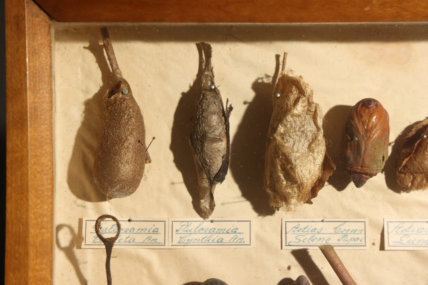 Vintage Entomology Specimen Display of Cocoons, Pupae, and Chrysalids from Worldwide Localities with Monarch Butterfly Specimen, in Glass-Front Wood Cabinet Attributed to Hans Luhr, Kiel, Germany