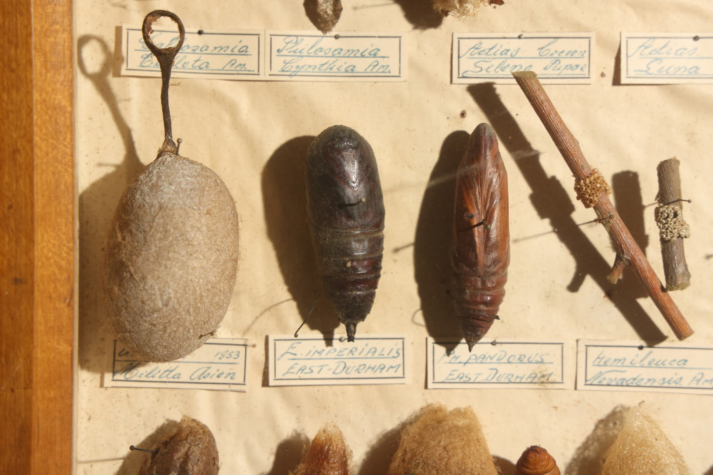 Vintage Entomology Specimen Display of Cocoons, Pupae, and Chrysalids from Worldwide Localities with Monarch Butterfly Specimen, in Glass-Front Wood Cabinet Attributed to Hans Luhr, Kiel, Germany