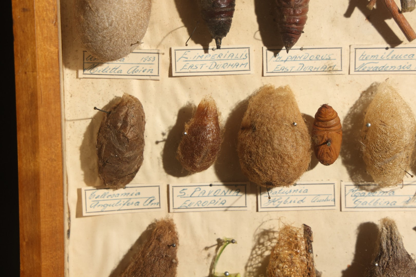 Vintage Entomology Specimen Display of Cocoons, Pupae, and Chrysalids from Worldwide Localities with Monarch Butterfly Specimen, in Glass-Front Wood Cabinet Attributed to Hans Luhr, Kiel, Germany