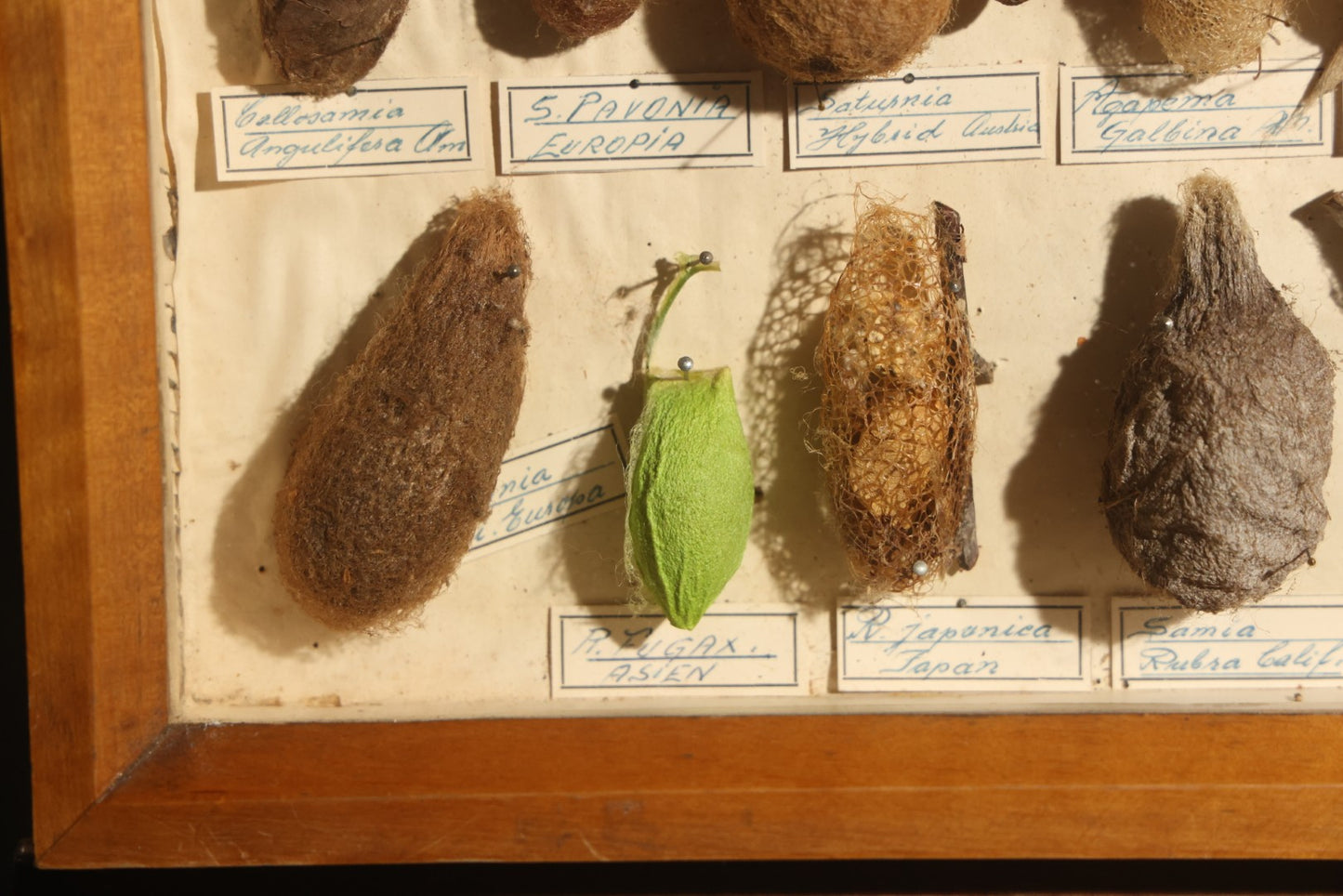 Vintage Entomology Specimen Display of Cocoons, Pupae, and Chrysalids from Worldwide Localities with Monarch Butterfly Specimen, in Glass-Front Wood Cabinet Attributed to Hans Luhr, Kiel, Germany