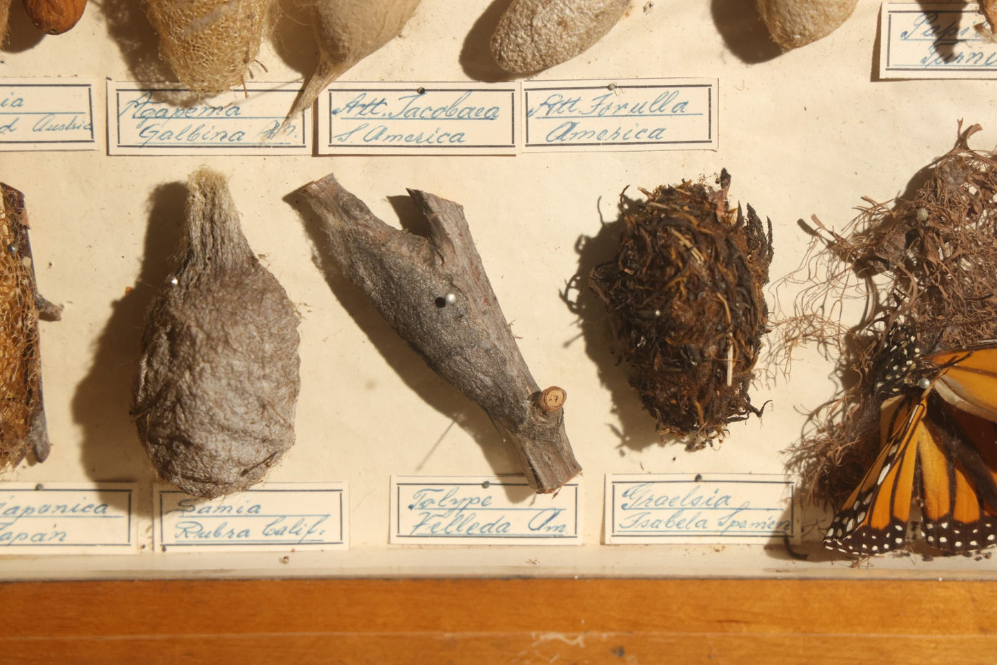 Vintage Entomology Specimen Display of Cocoons, Pupae, and Chrysalids from Worldwide Localities with Monarch Butterfly Specimen, in Glass-Front Wood Cabinet Attributed to Hans Luhr, Kiel, Germany