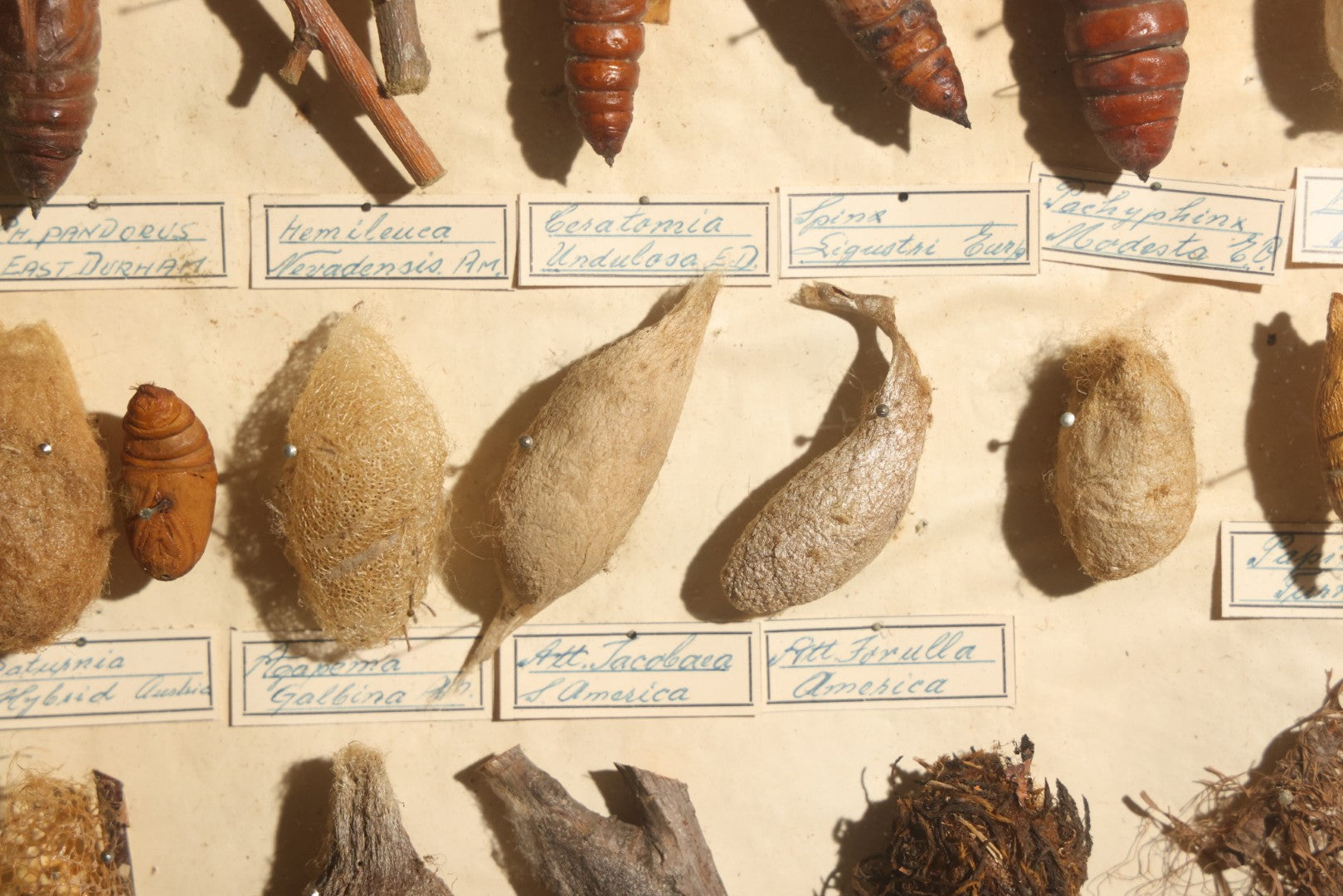 Vintage Entomology Specimen Display of Cocoons, Pupae, and Chrysalids from Worldwide Localities with Monarch Butterfly Specimen, in Glass-Front Wood Cabinet Attributed to Hans Luhr, Kiel, Germany