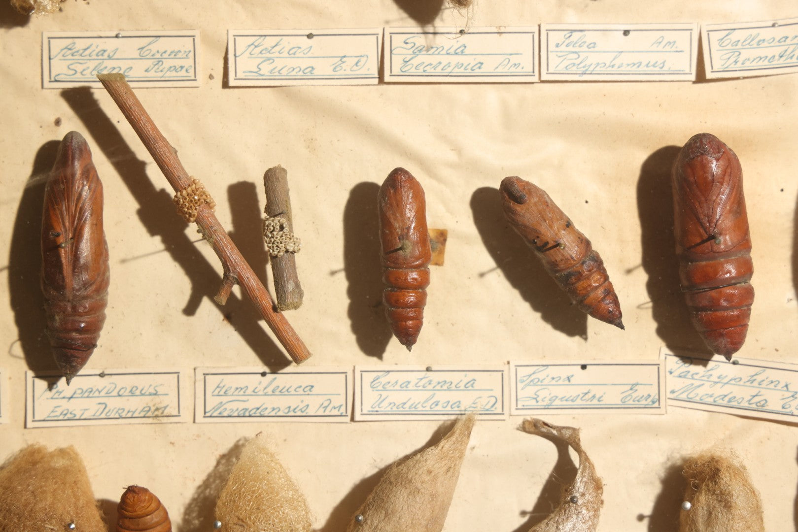 Vintage Entomology Specimen Display of Cocoons, Pupae, and Chrysalids from Worldwide Localities with Monarch Butterfly Specimen, in Glass-Front Wood Cabinet Attributed to Hans Luhr, Kiel, Germany