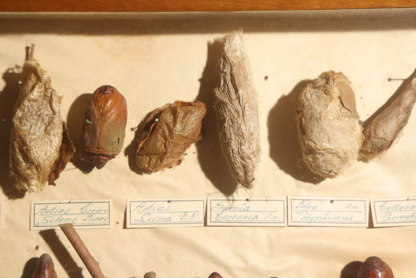 Vintage Entomology Specimen Display of Cocoons, Pupae, and Chrysalids from Worldwide Localities with Monarch Butterfly Specimen, in Glass-Front Wood Cabinet Attributed to Hans Luhr, Kiel, Germany