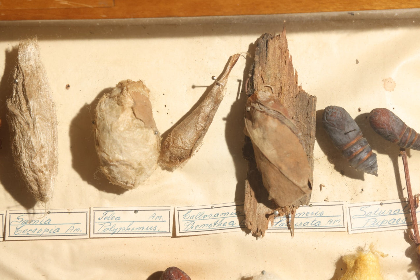 Vintage Entomology Specimen Display of Cocoons, Pupae, and Chrysalids from Worldwide Localities with Monarch Butterfly Specimen, in Glass-Front Wood Cabinet Attributed to Hans Luhr, Kiel, Germany