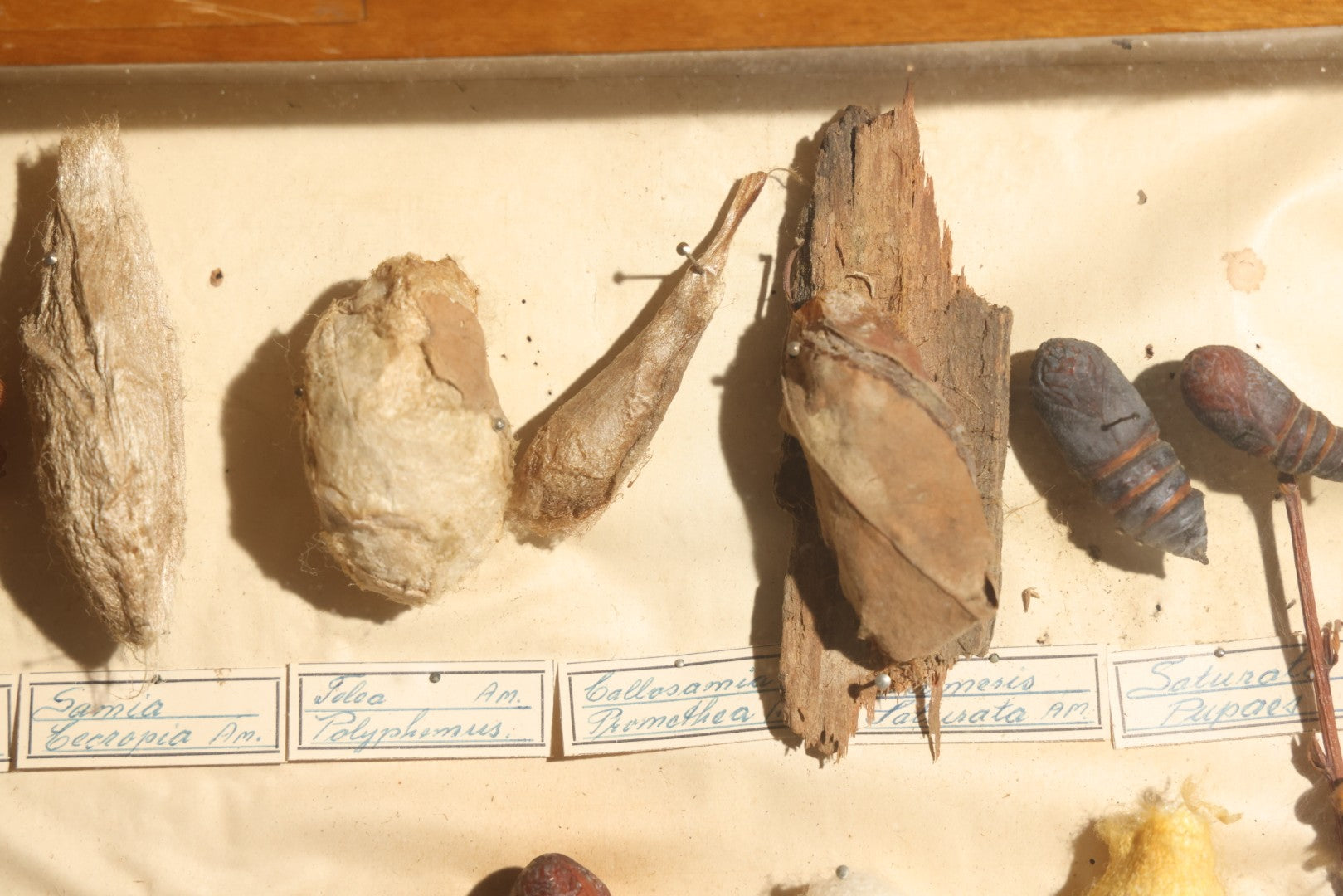 Vintage Entomology Specimen Display of Cocoons, Pupae, and Chrysalids from Worldwide Localities with Monarch Butterfly Specimen, in Glass-Front Wood Cabinet Attributed to Hans Luhr, Kiel, Germany