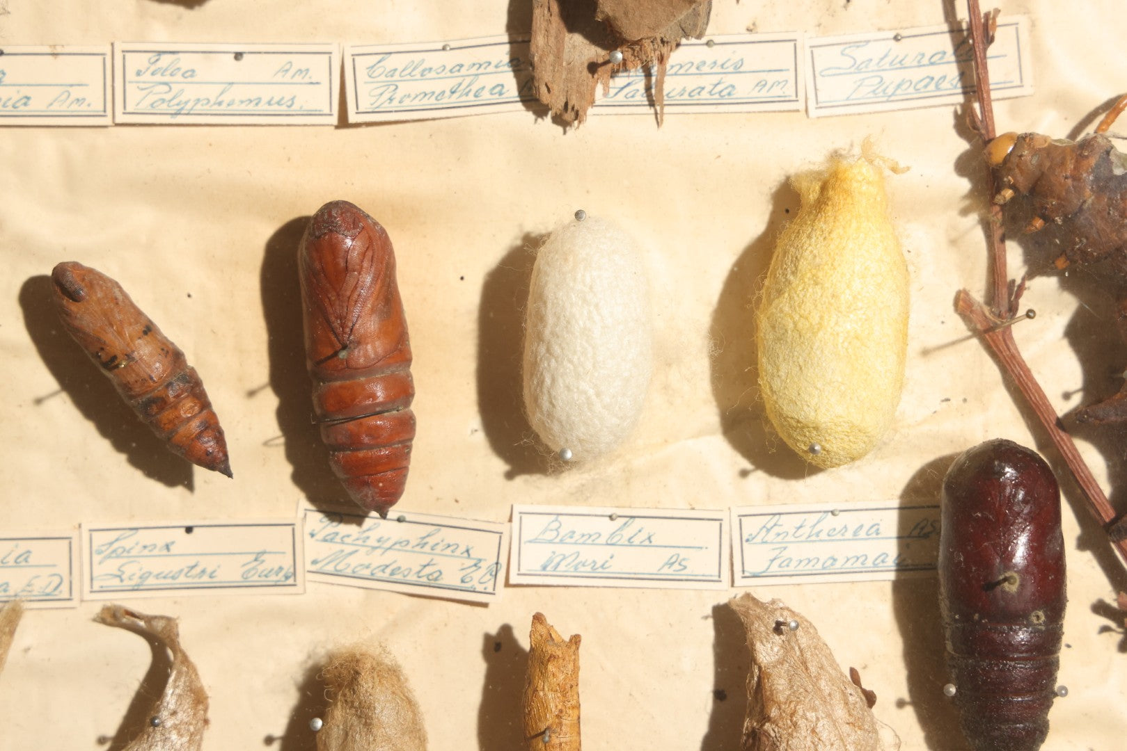 Vintage Entomology Specimen Display of Cocoons, Pupae, and Chrysalids from Worldwide Localities with Monarch Butterfly Specimen, in Glass-Front Wood Cabinet Attributed to Hans Luhr, Kiel, Germany