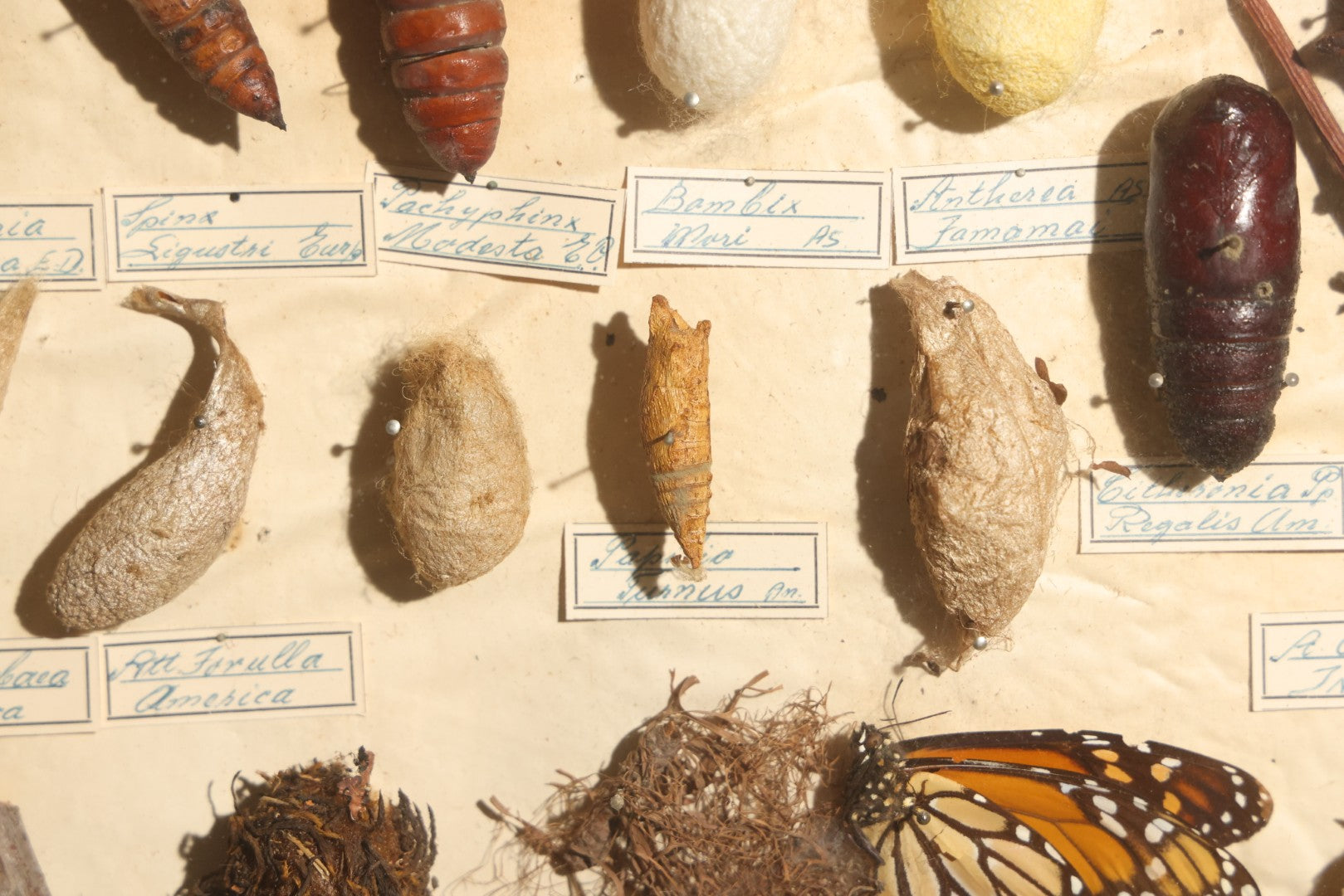 Vintage Entomology Specimen Display of Cocoons, Pupae, and Chrysalids from Worldwide Localities with Monarch Butterfly Specimen, in Glass-Front Wood Cabinet Attributed to Hans Luhr, Kiel, Germany