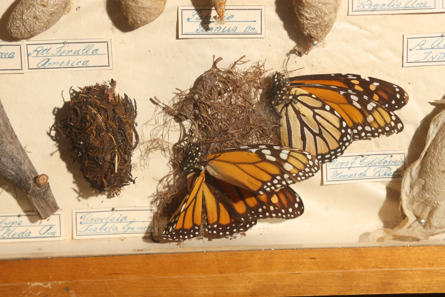 Vintage Entomology Specimen Display of Cocoons, Pupae, and Chrysalids from Worldwide Localities with Monarch Butterfly Specimen, in Glass-Front Wood Cabinet Attributed to Hans Luhr, Kiel, Germany