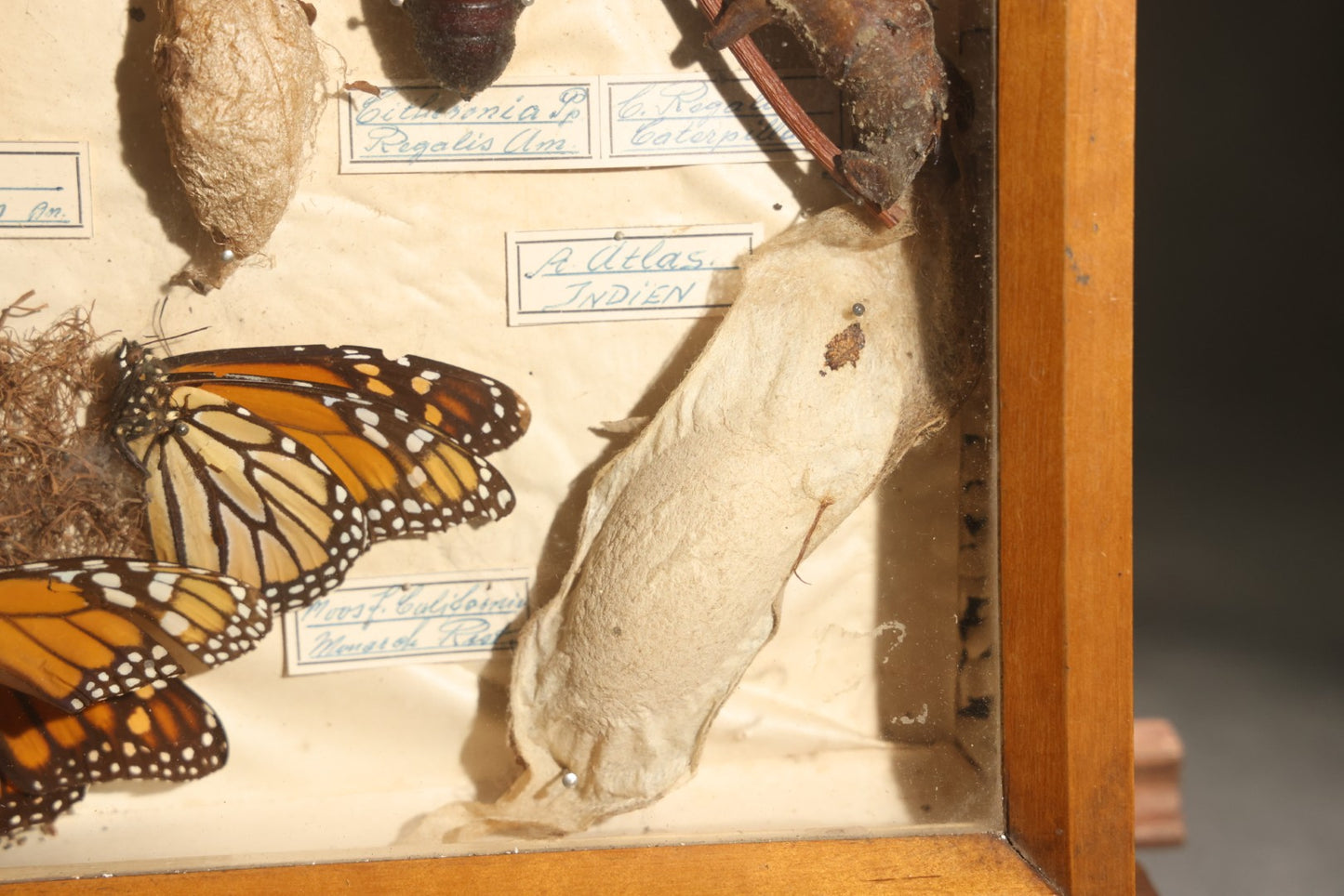 Vintage Entomology Specimen Display of Cocoons, Pupae, and Chrysalids from Worldwide Localities with Monarch Butterfly Specimen, in Glass-Front Wood Cabinet Attributed to Hans Luhr, Kiel, Germany